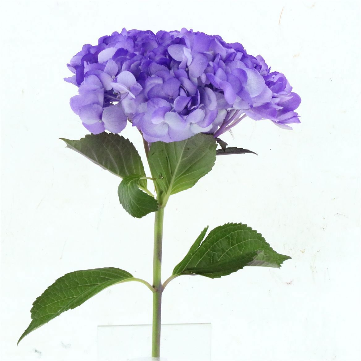 Hydrangea 60cm 21Ø