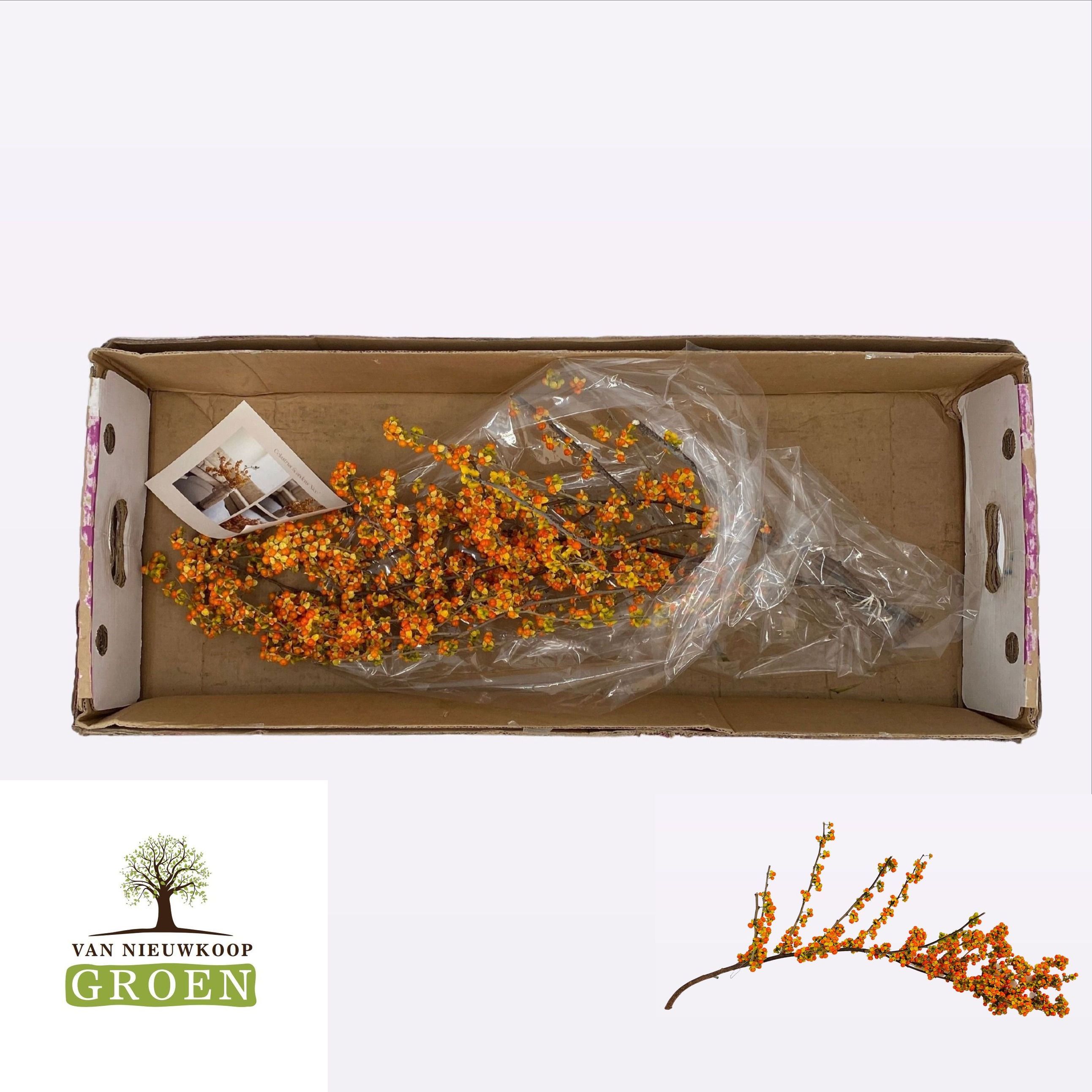 Celsatrus Scandens Nico Berry 80cm