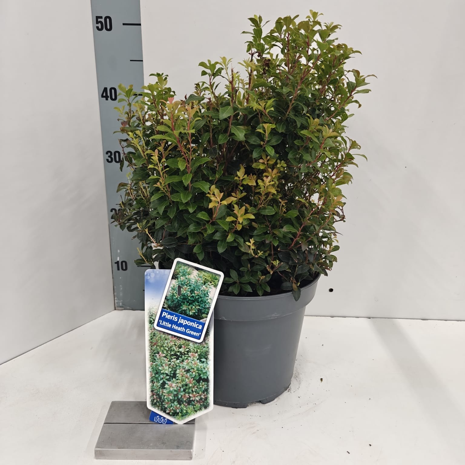Picture of Pieris jap. ‘Little Heath Green’
