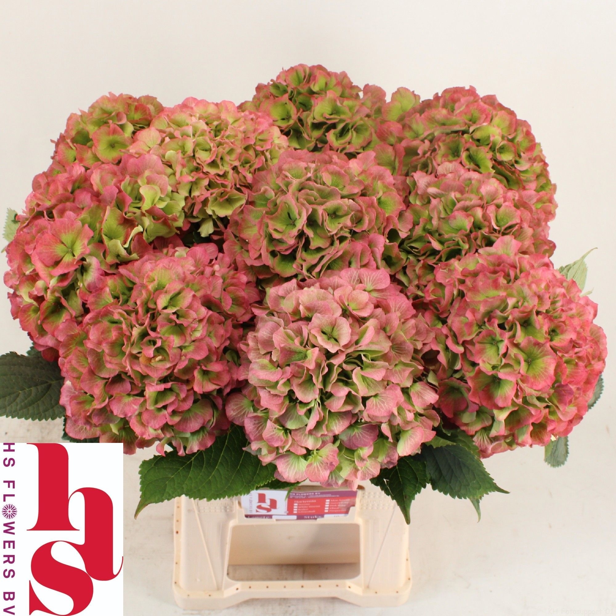 Hydrangea White Verena Classic 60cm 18Ø