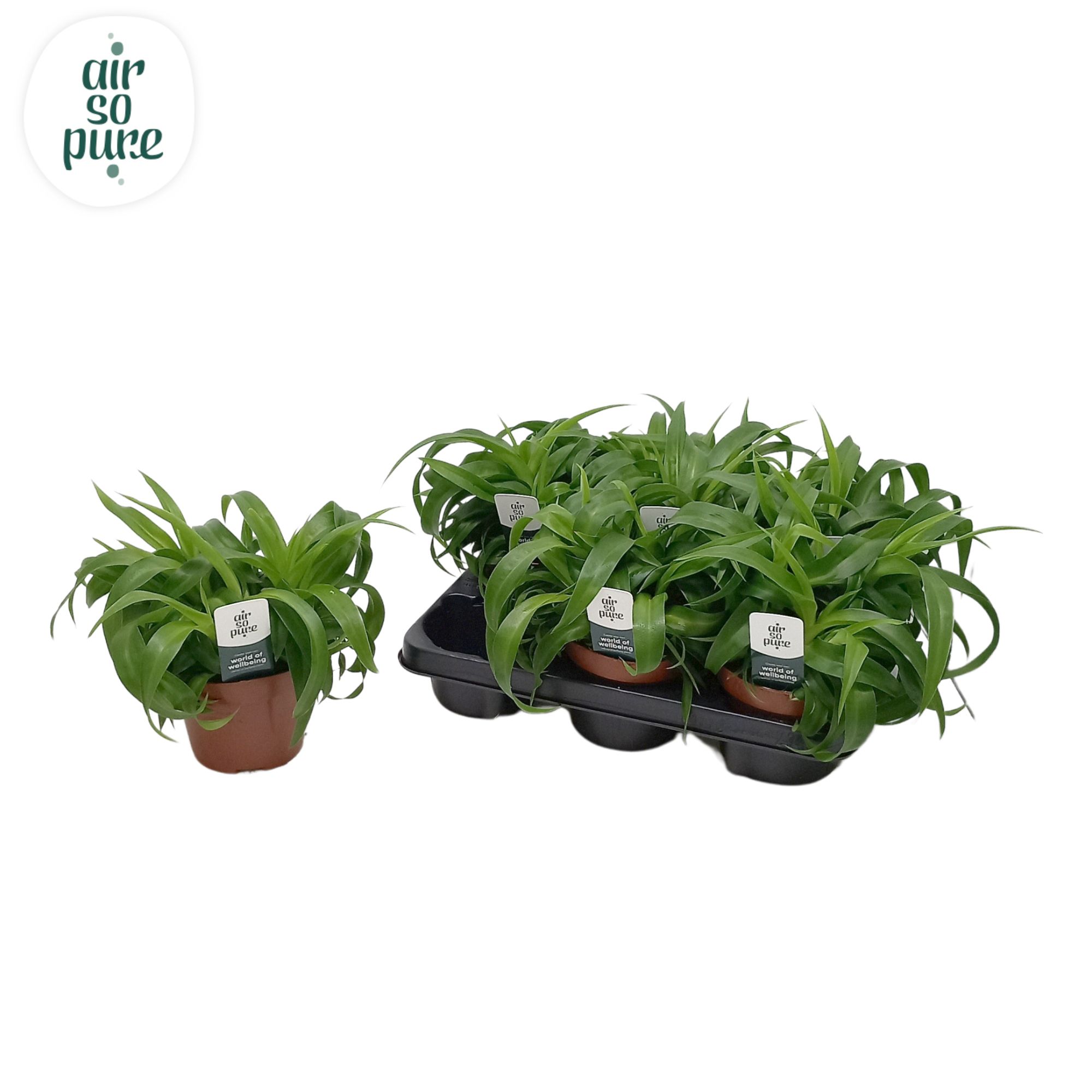 Chlorophytum Com 'Green Bonnie' Air So Pure®