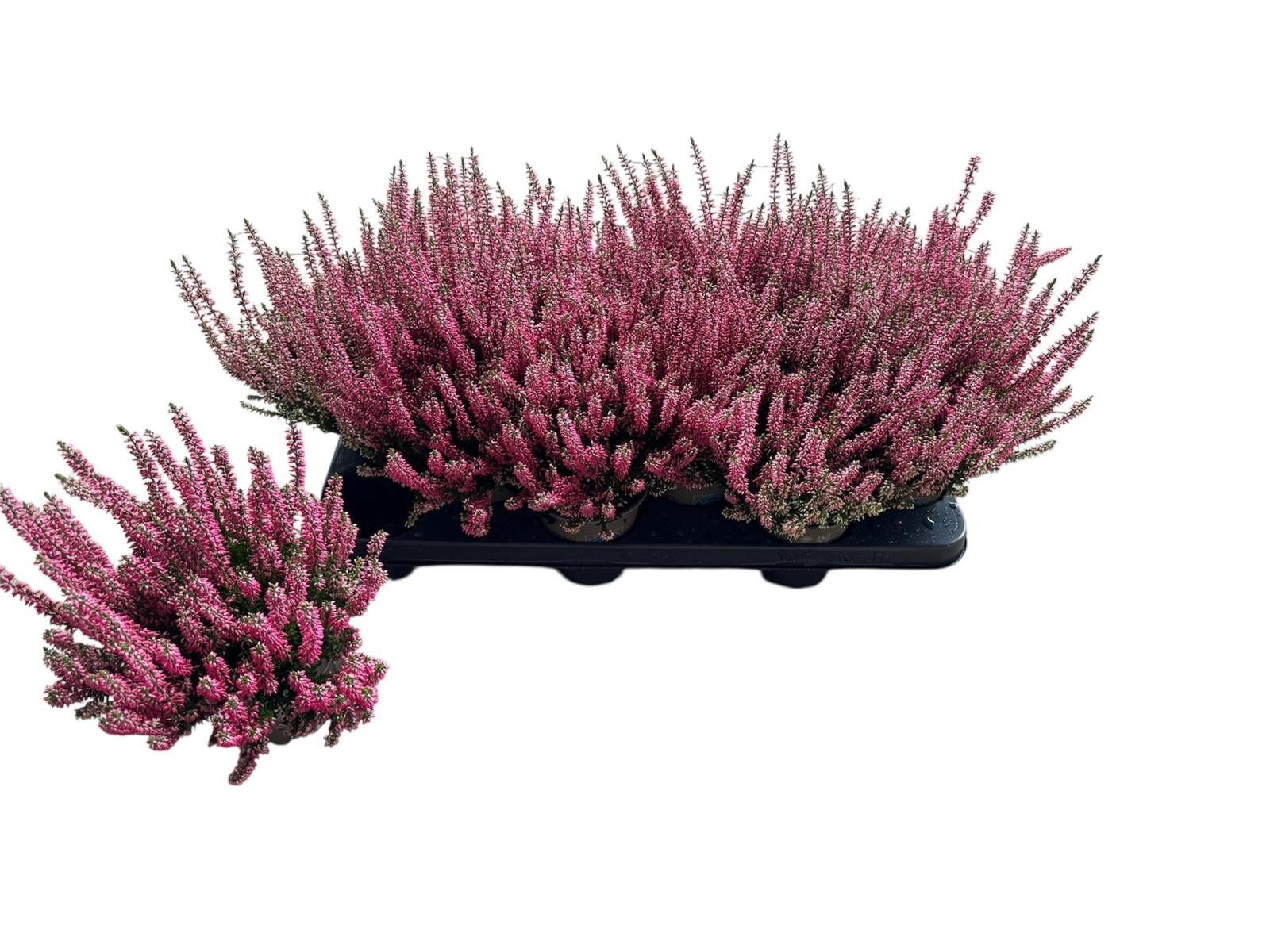 Callu B-l Mixk 11Ø 20cm