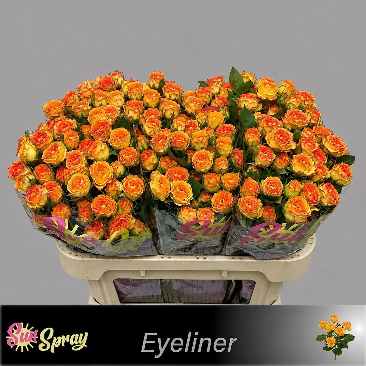 Rosa Spr Eyeliner 70cm