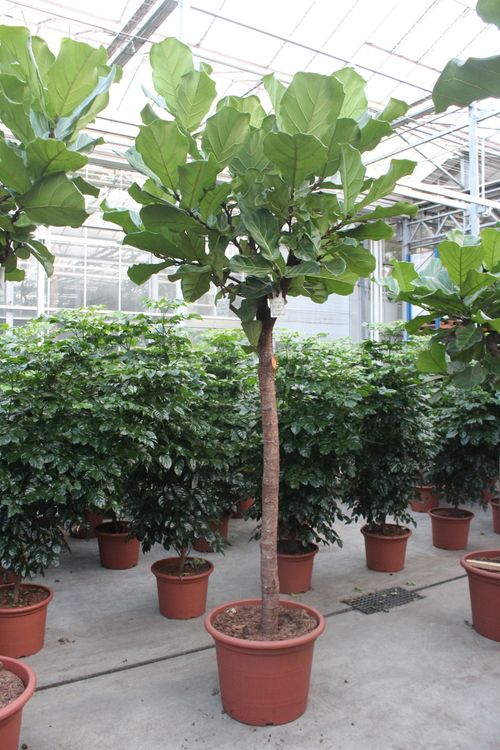 Ficus lyrata p55 fachjan