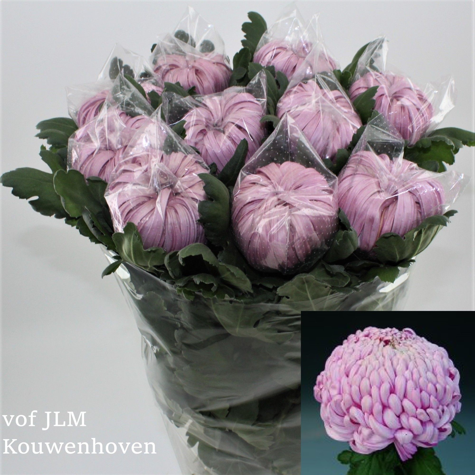 Chr G Vienna Pink
