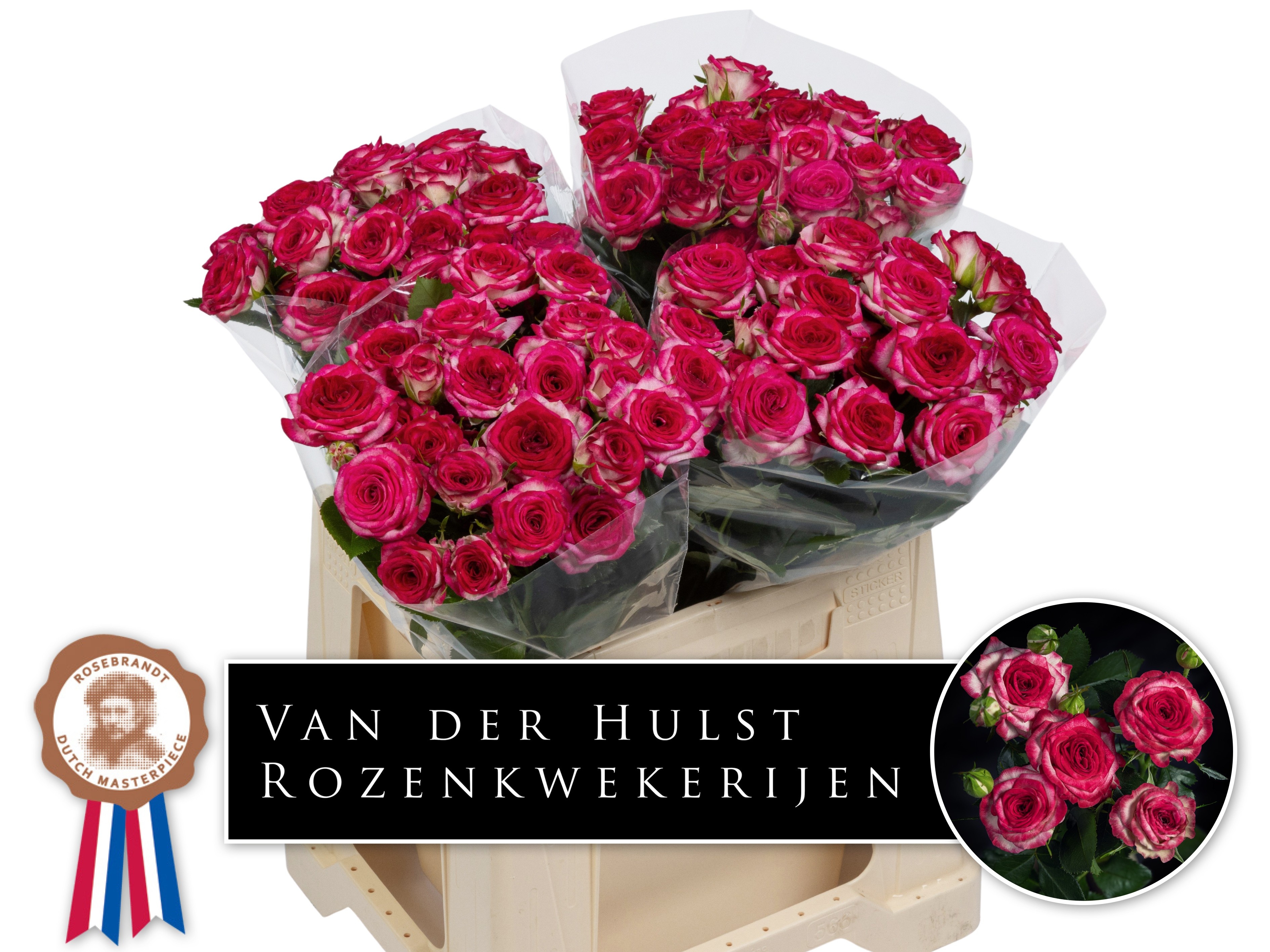 Rosa Spr Rose Bonbon! 40cm