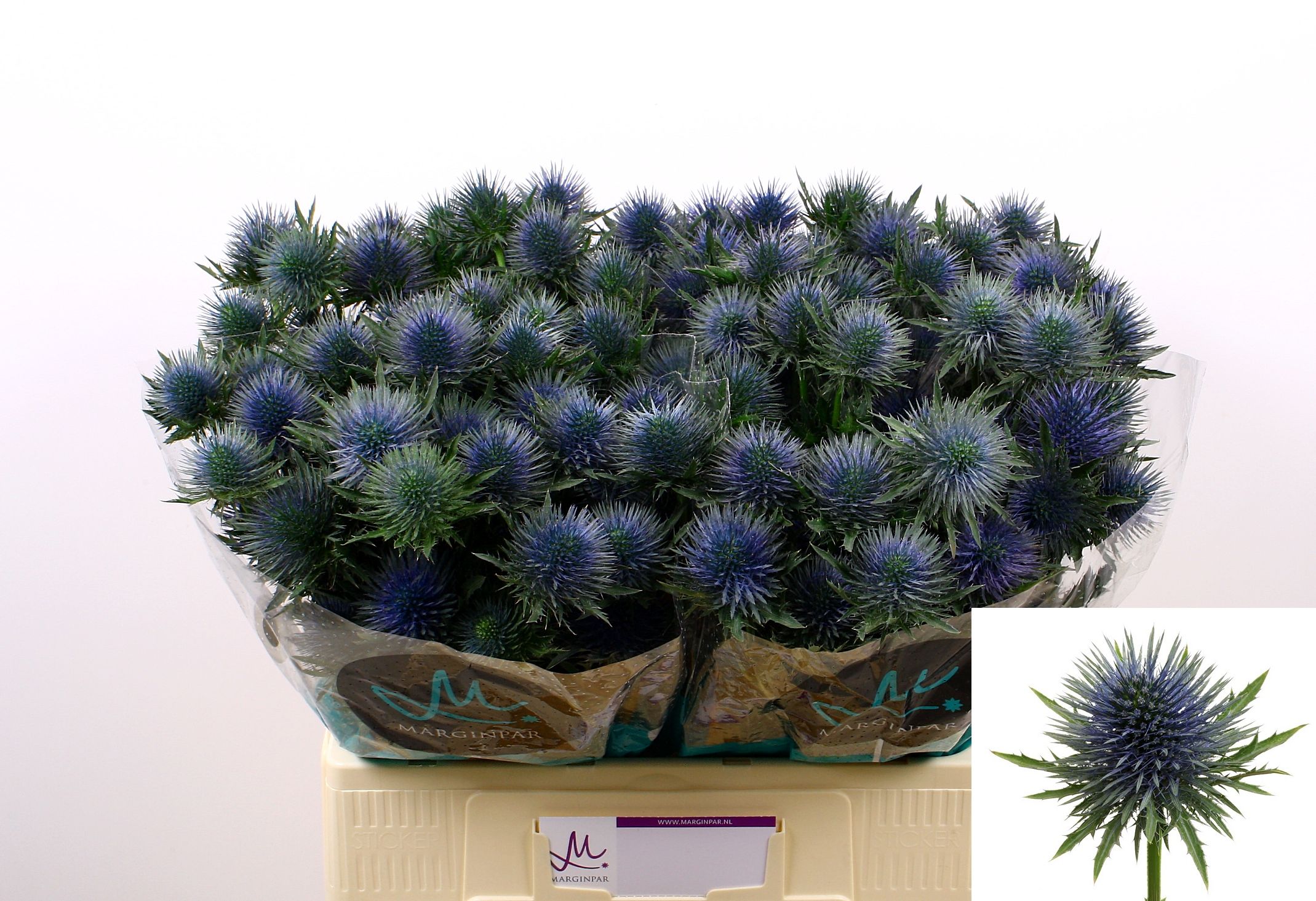 Eryngium Magnetar Qstar 60cm