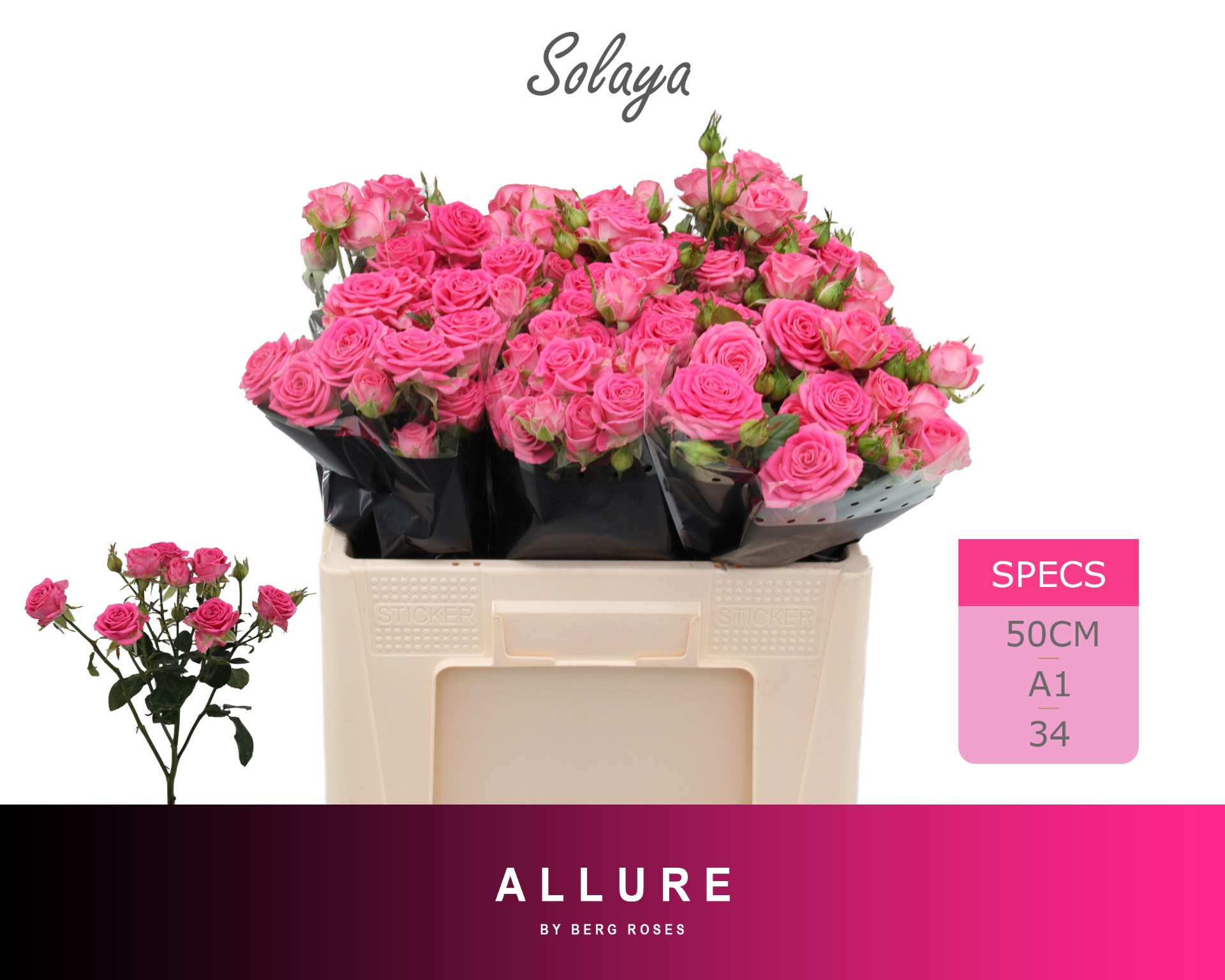 R Tr Solaya 50cm