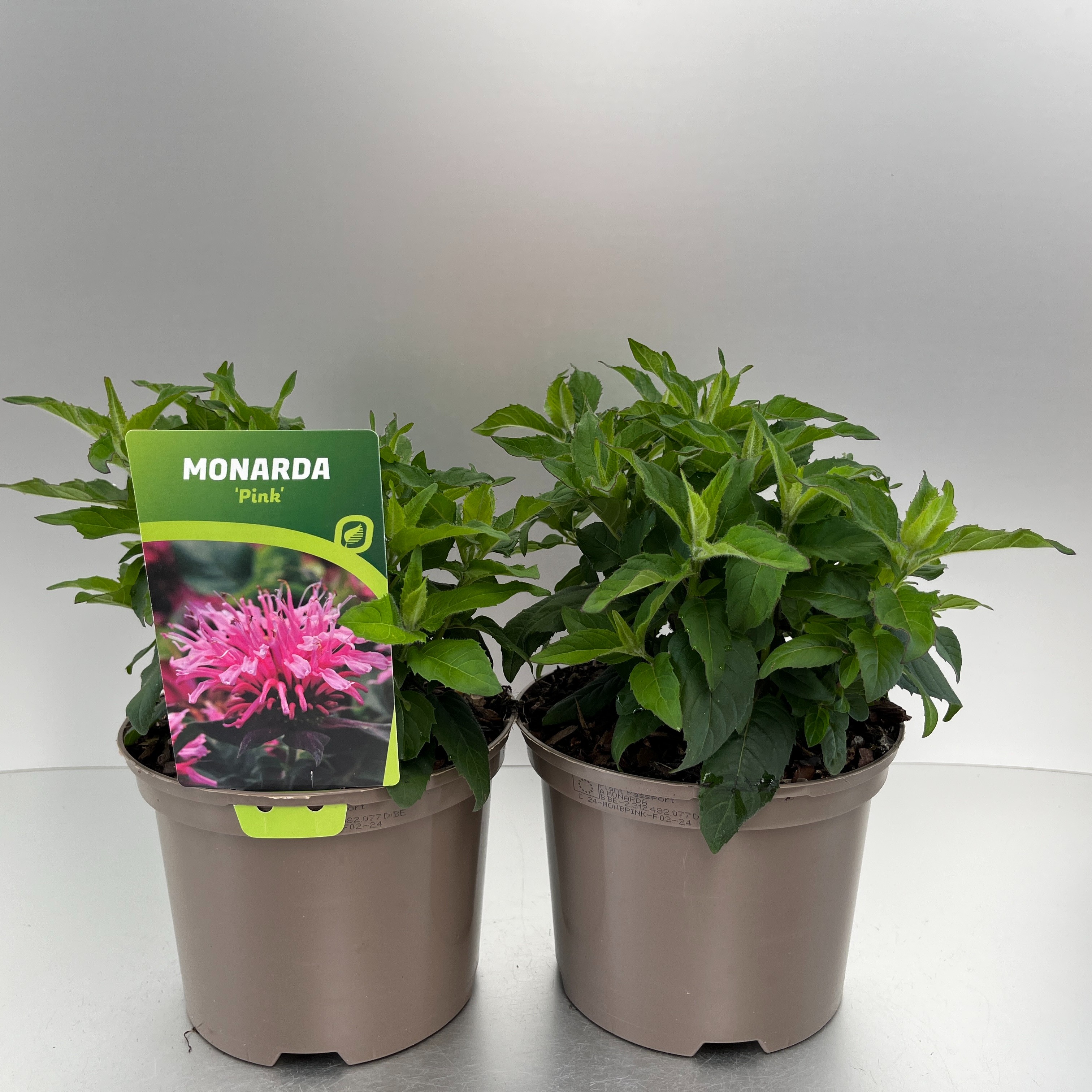 Picture of Monarda didyma Balmy Pink P17 (2 Ltr)