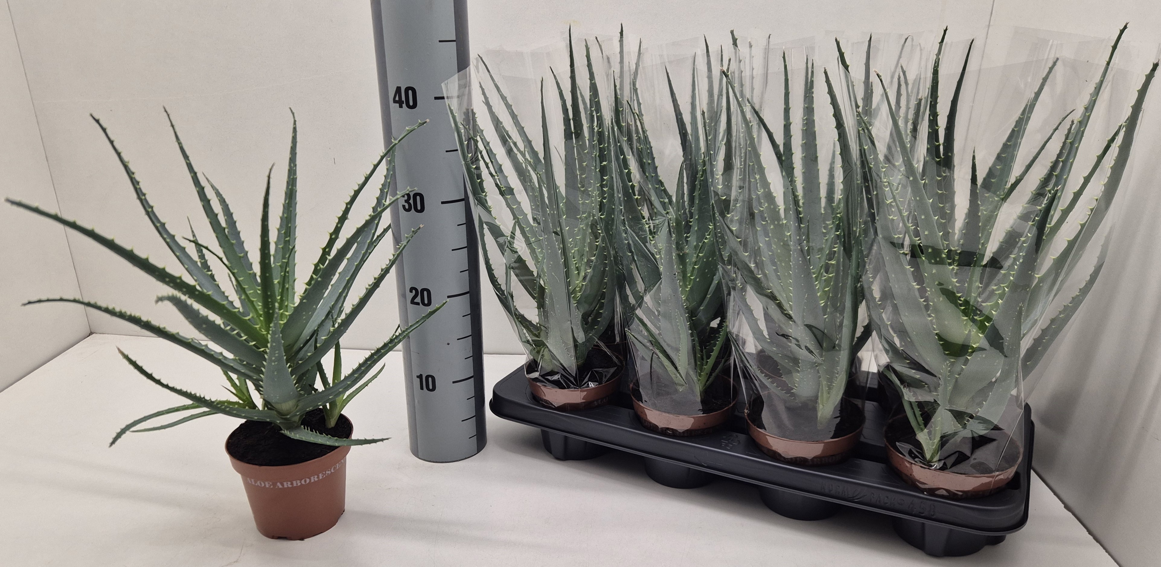 Aloe Arborescens 12P 40H