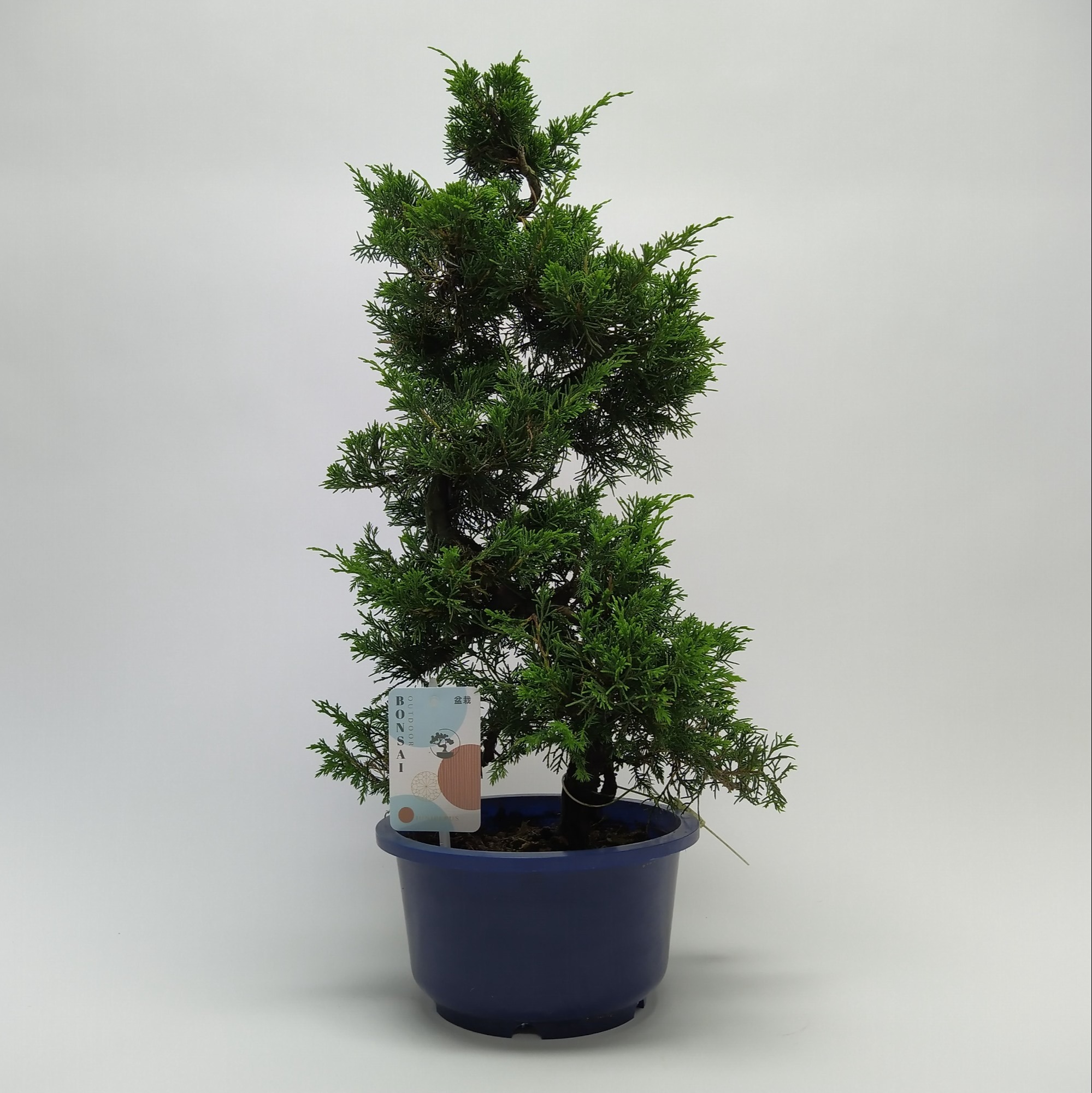 Picture of Juniperus Chinensis Itoigawa B3 19 cm (herkomst: Japan) 19-CM-CERAMIC 50CM (LOOSE)