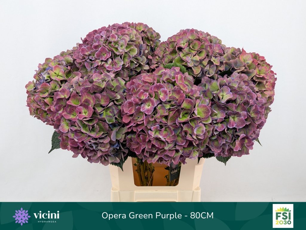 Hydrangea Royal Opera Classic 80cm 22Ø