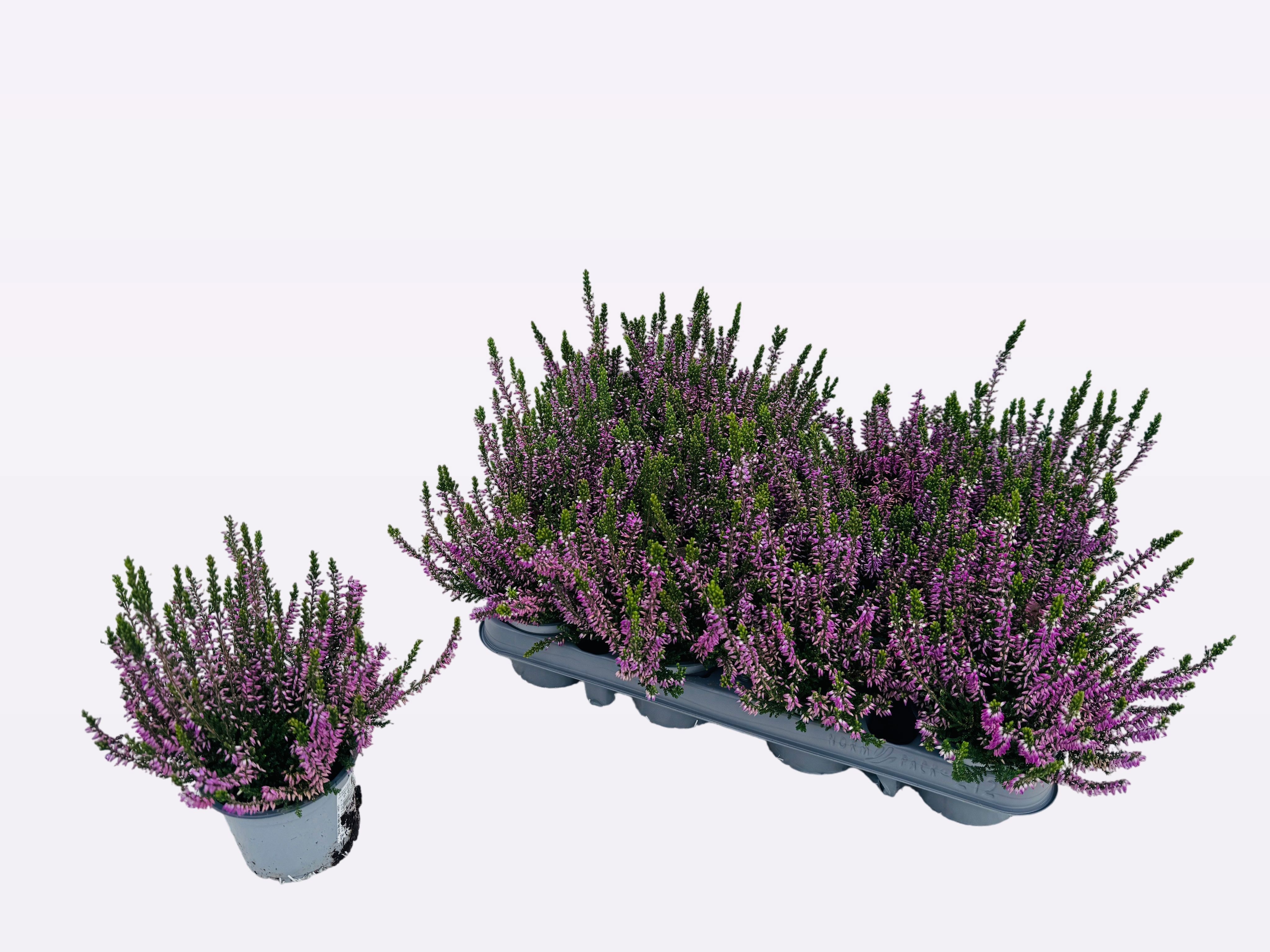 Calluna vulgaris WiBo's gemengd - Struikhei
