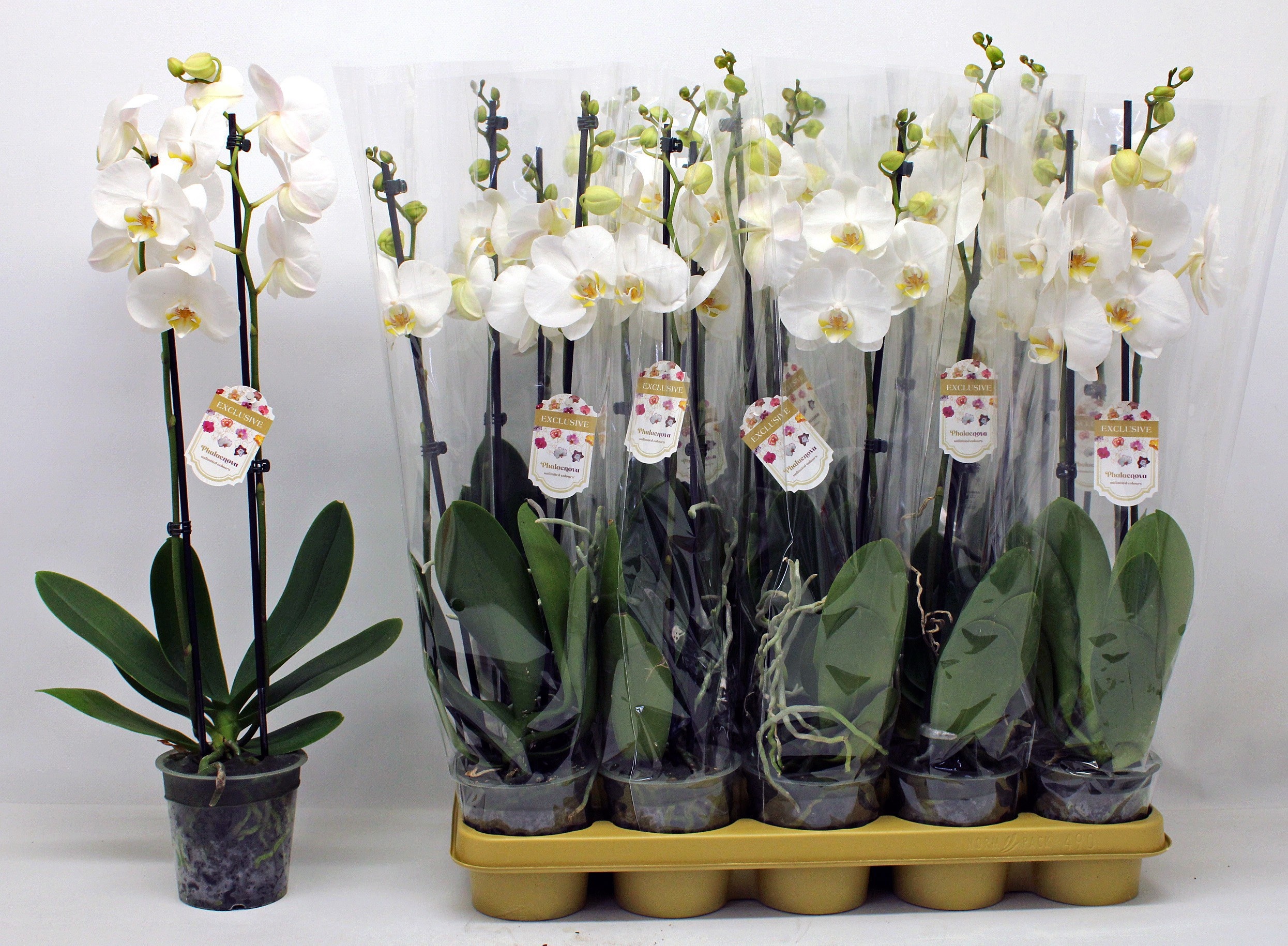 Phalaenopsis White 2 Stem 12Ø 60cm