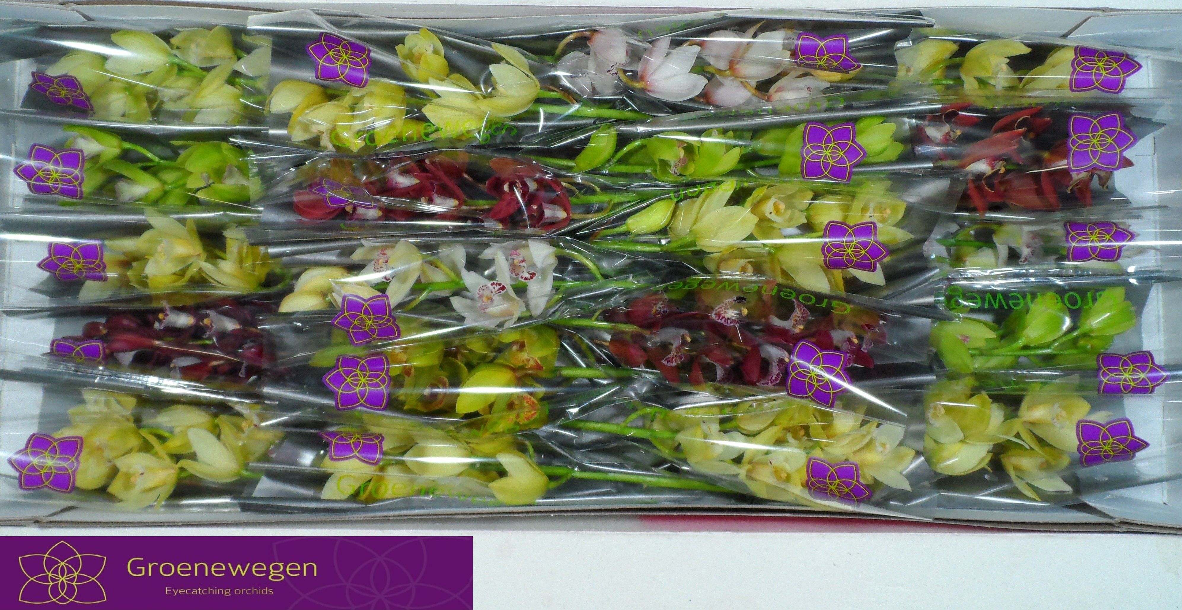 Cymbidium Asst Mini 40cm