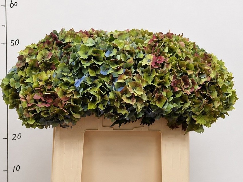 Hydrangea 50cm 15Ø