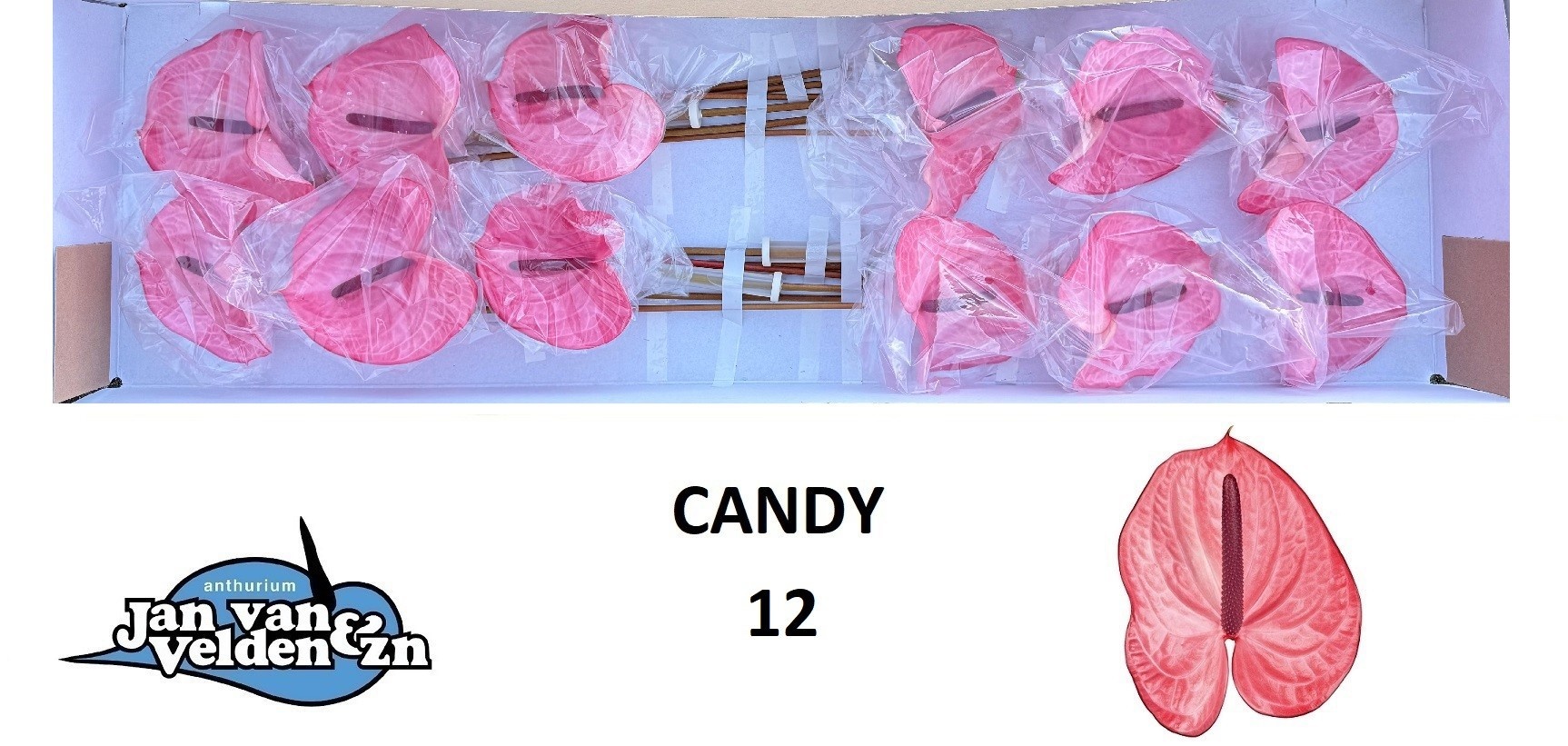 Anth A Candy