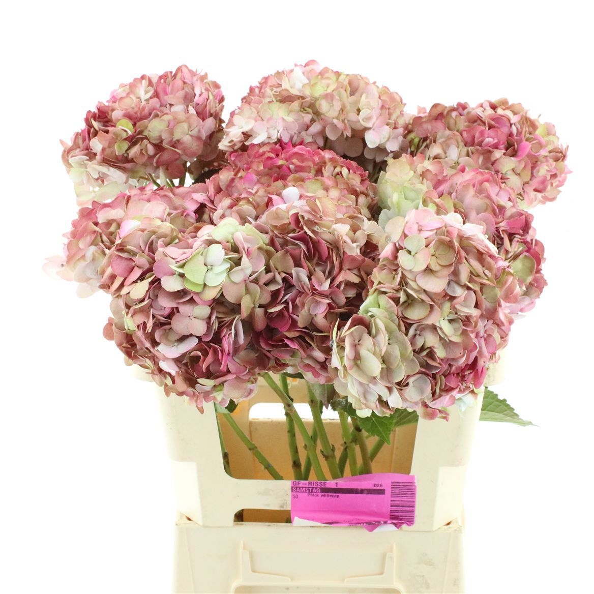 Hydrangea 60cm 19Ø