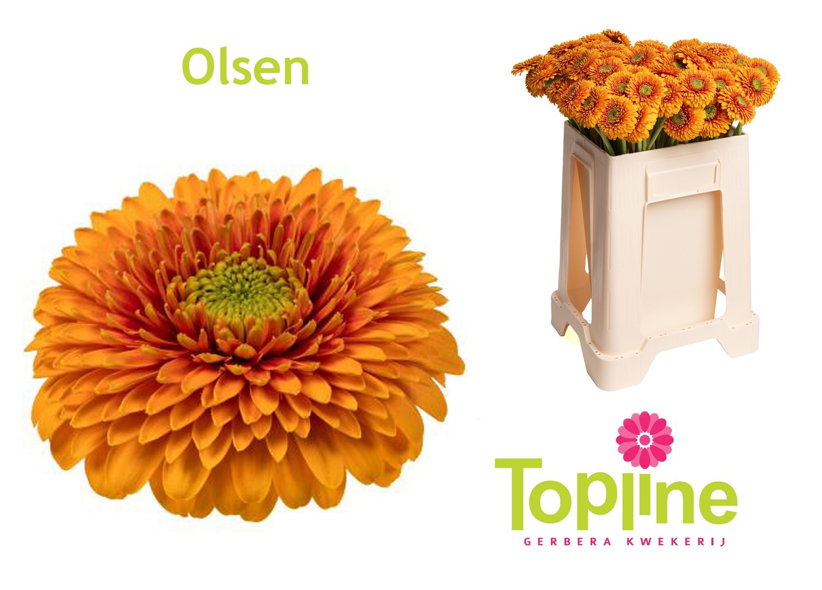 Ge Mb Olsen
