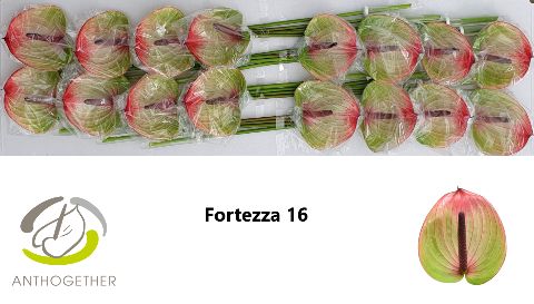 Anth A Fortezza