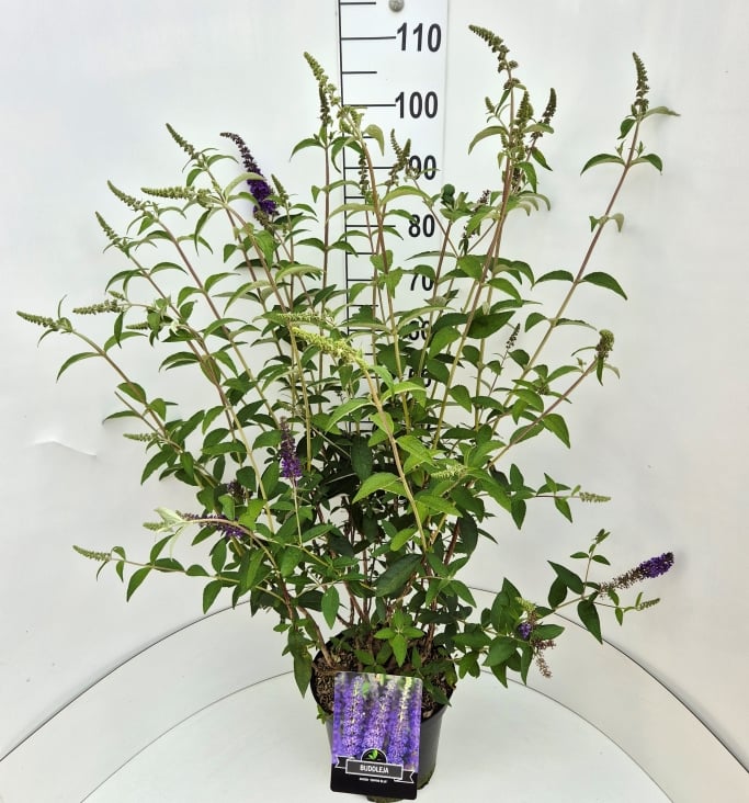 Picture of Buddleja d. Empire Blue P29 (10 Ltr)