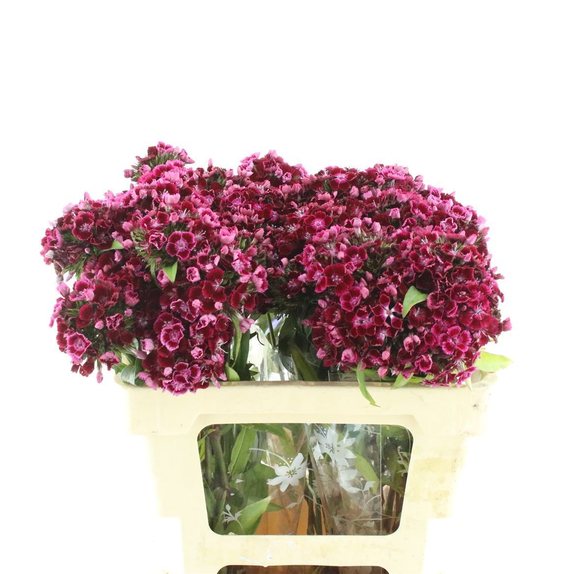 Di Barb Kiw Dark Red