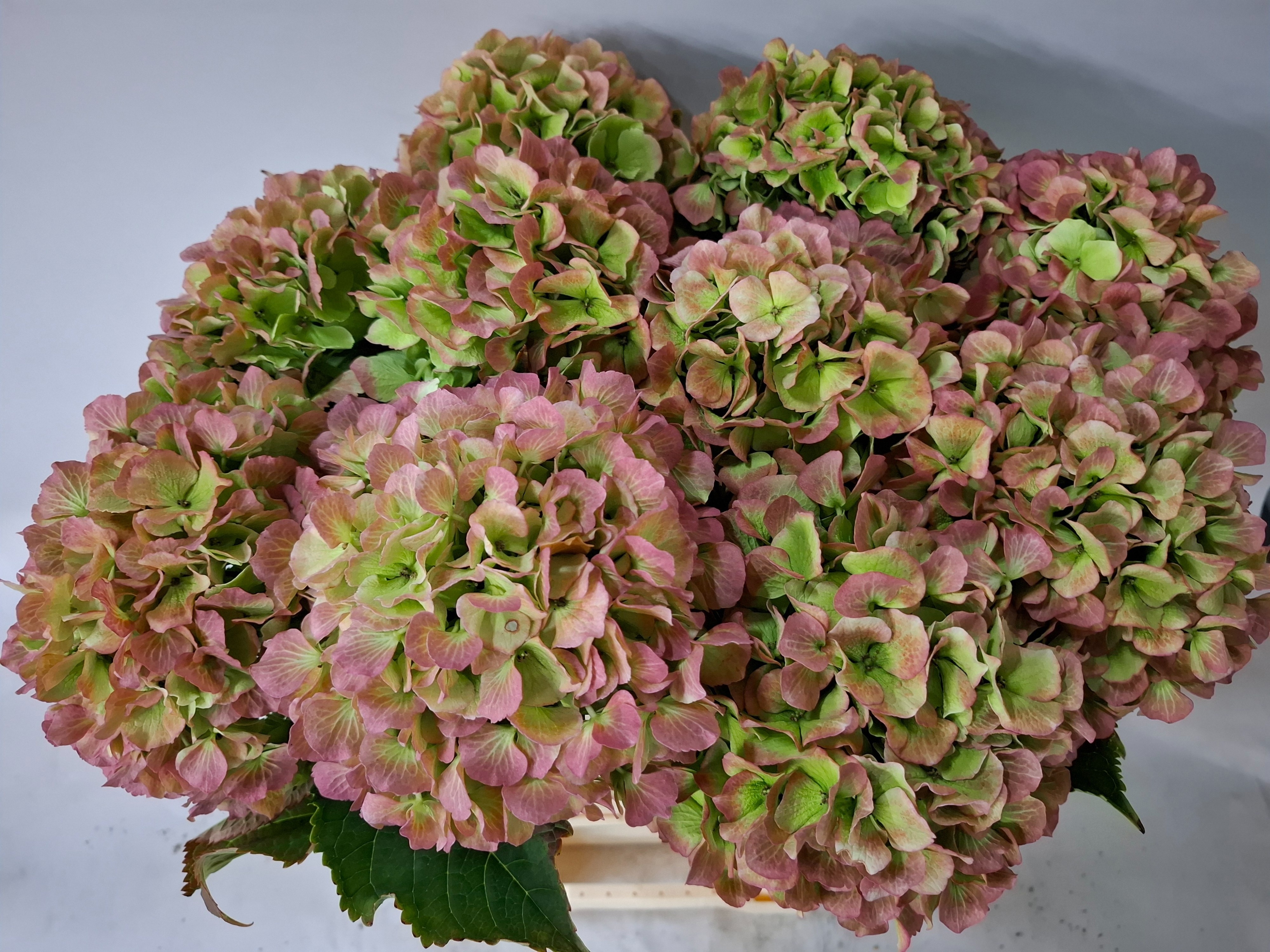 Hydrangea Verena Classic Red Green 60cm 19Ø