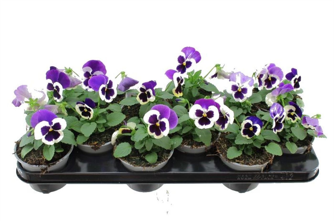 Vio Del Viol+white 11Ø 20cm