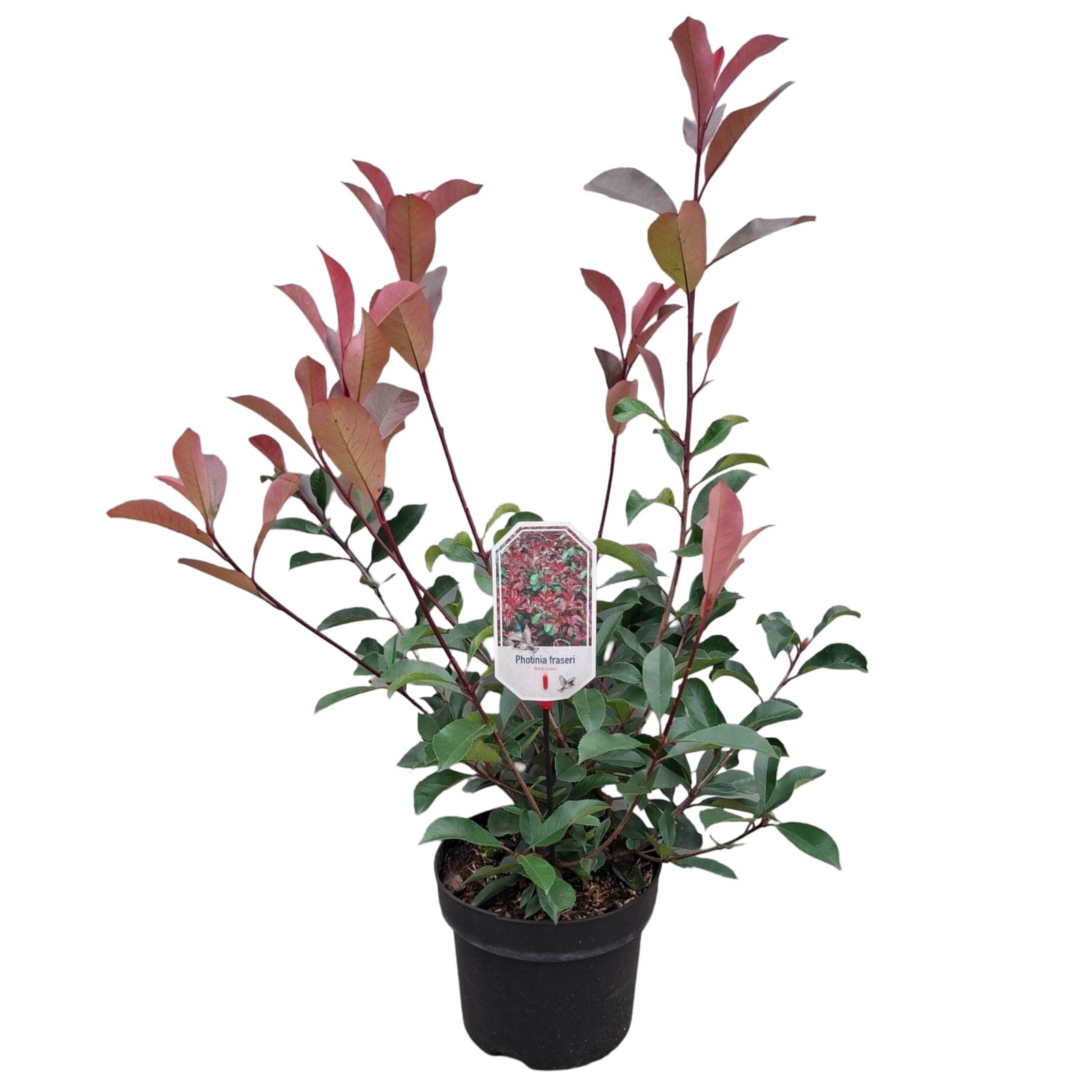 Picture of Photinia fraseri 'Red Robin'