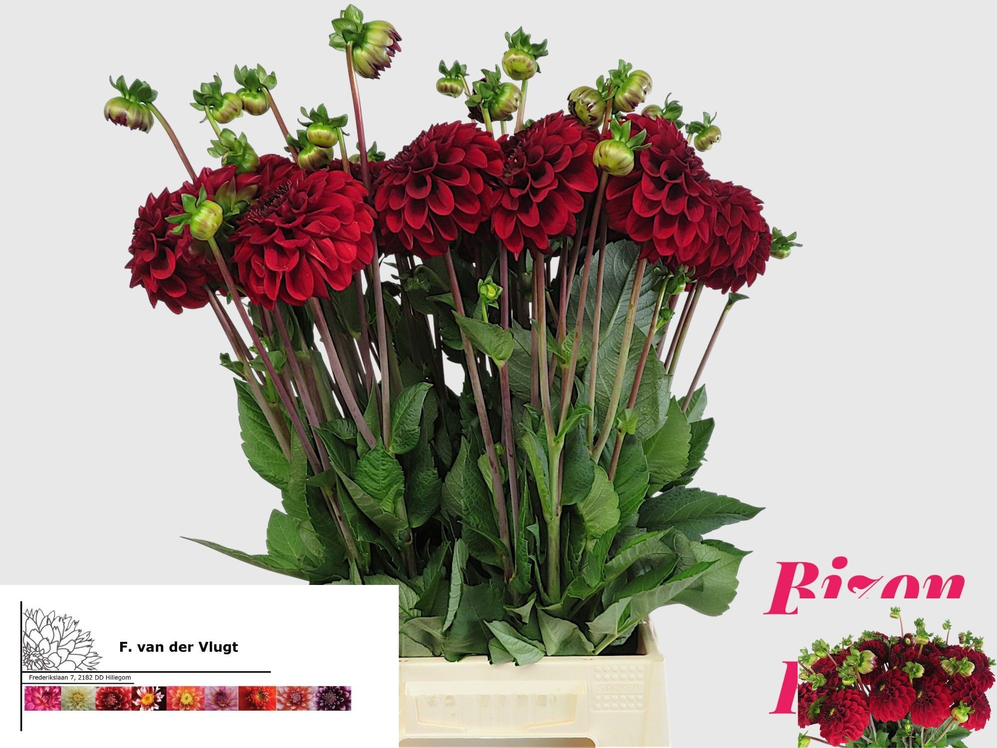 Dahl Bizon Rood 50cm