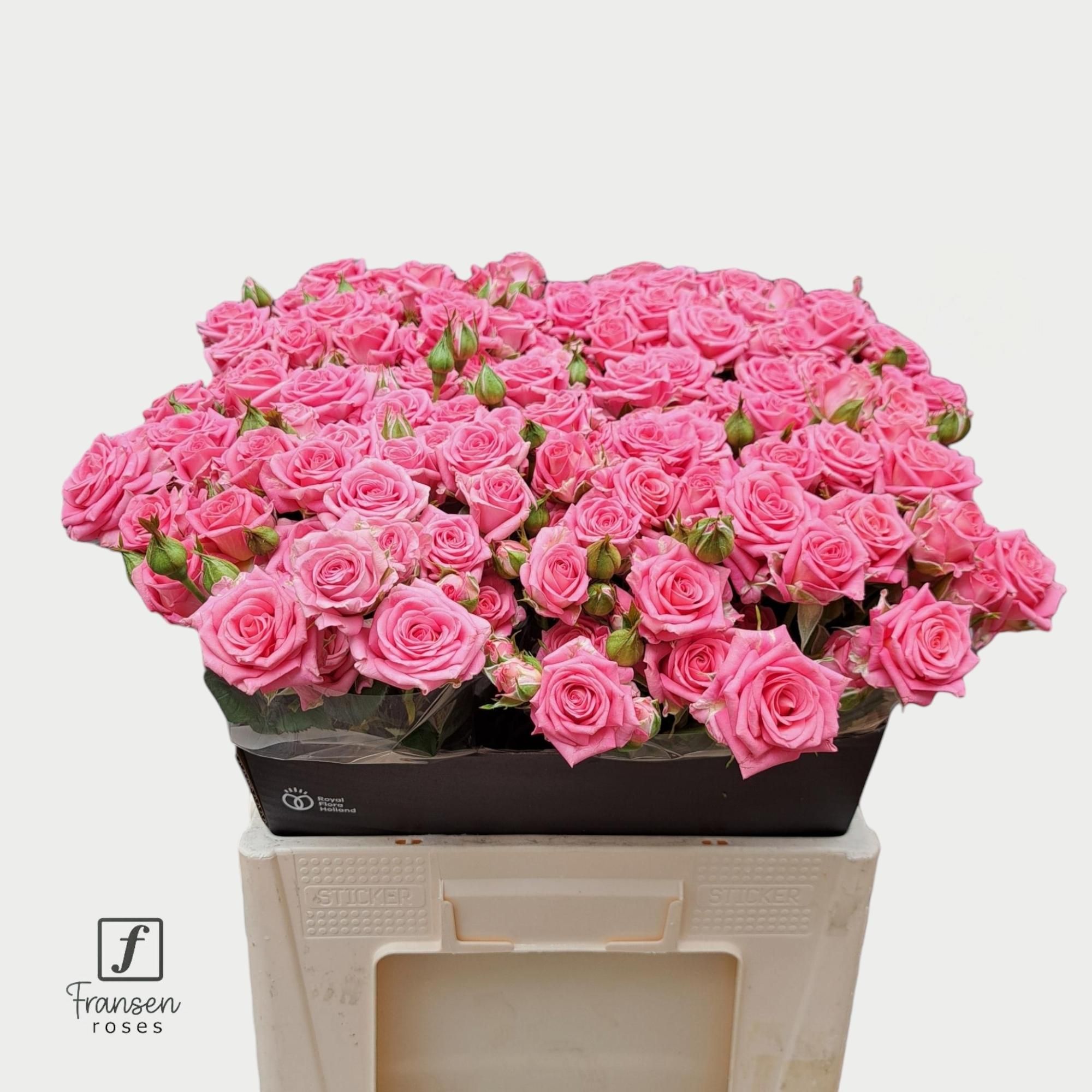 Broom Bloom Bunch Bleached White