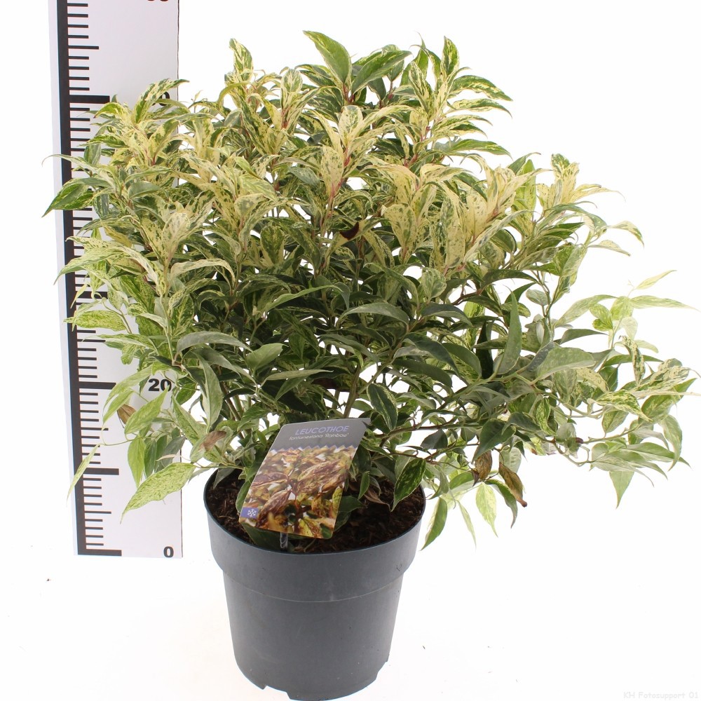 Leucothoe fontanesiana 'Rainbow'