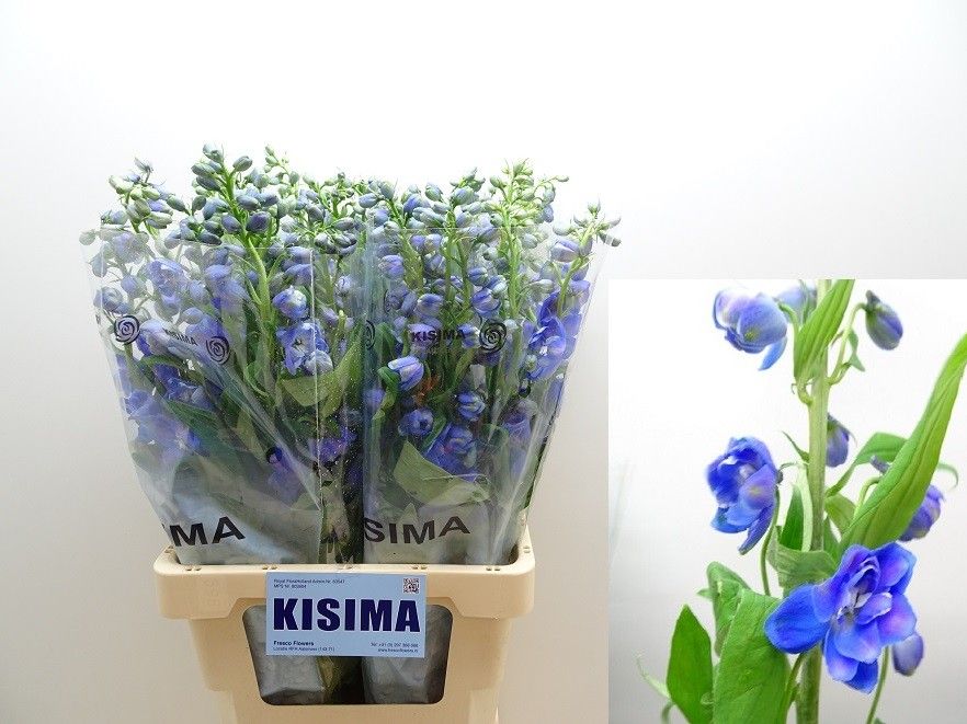 Delphinium El Guard Blue 70cm