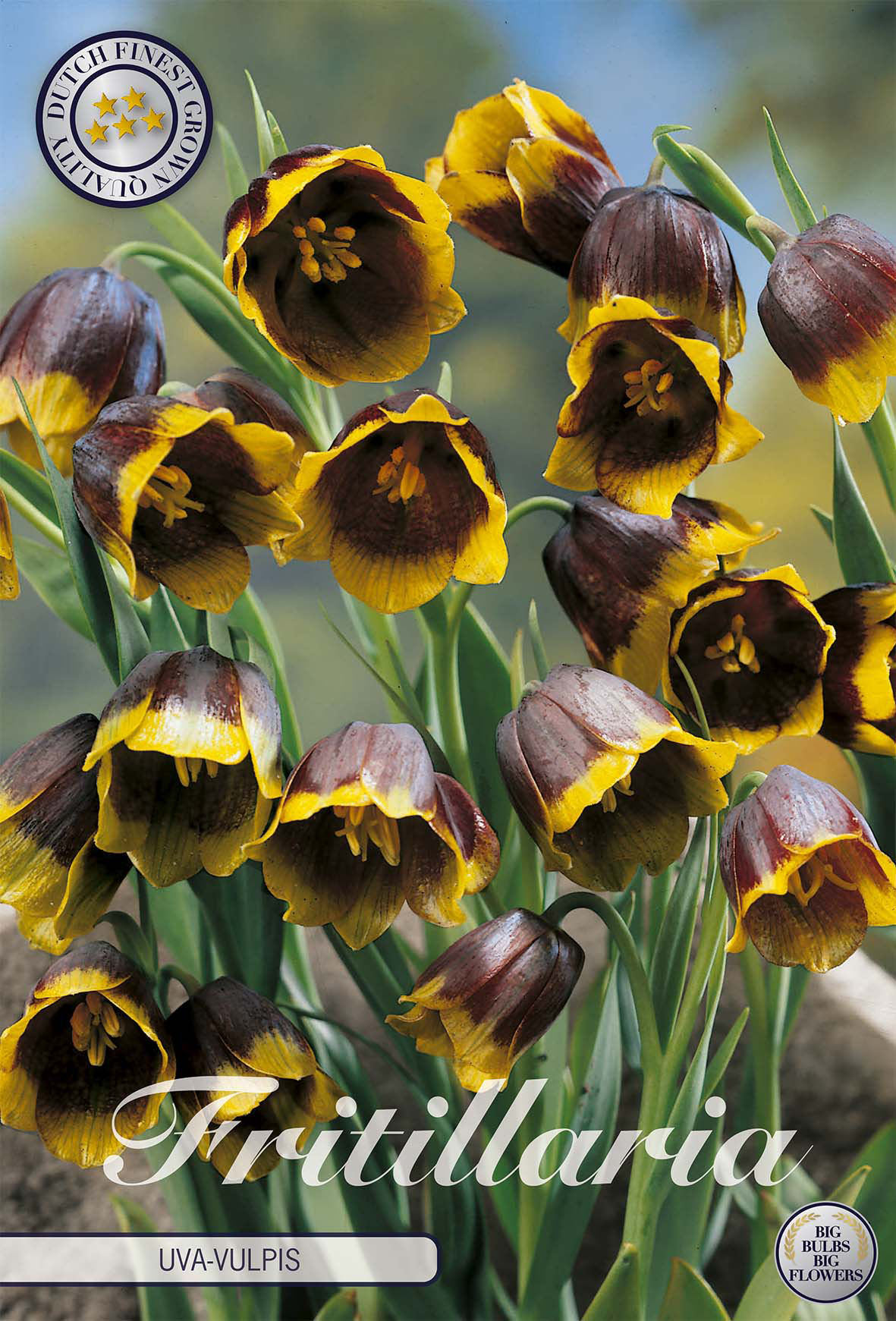 Fritillaria Bol