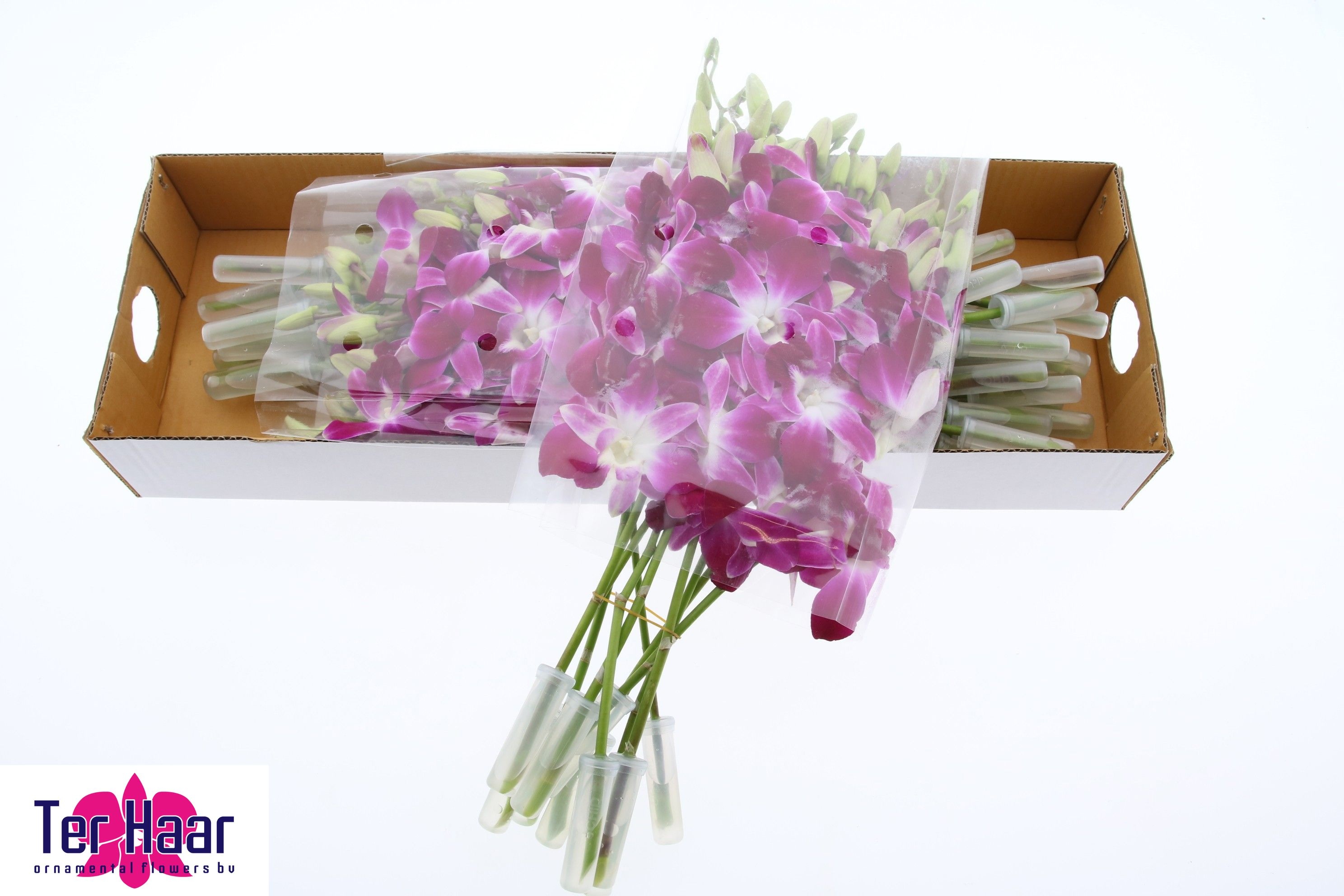 Dendrobium 45cm