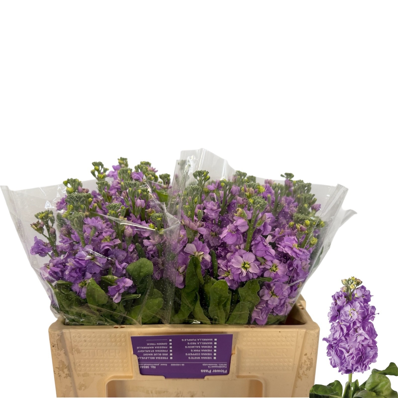 Matthiola Centum Deepblu 50cm