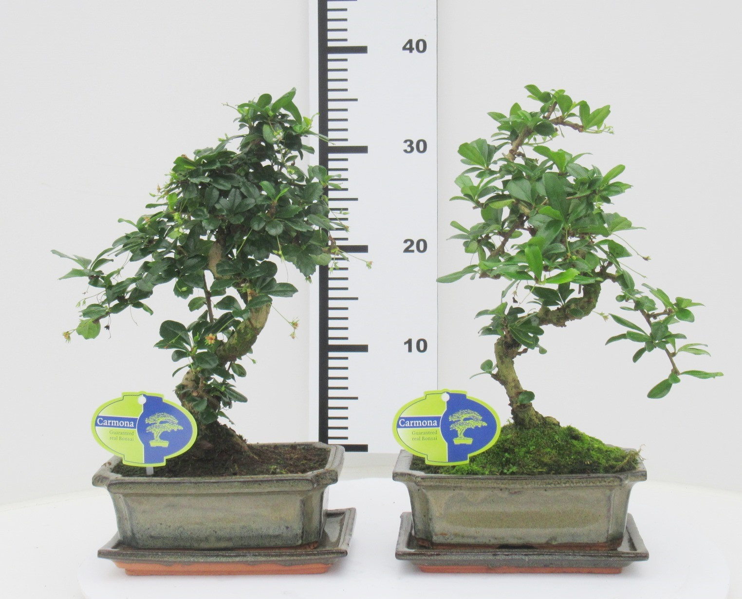 Picture of Carmona macrophylla, 20cm., shape, with drip tray P20 35CM