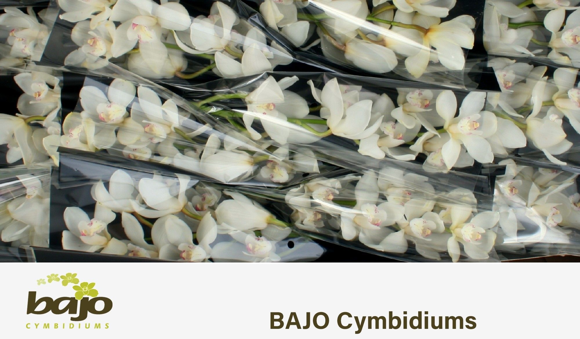 Cymbidium Antonella 5/8bl