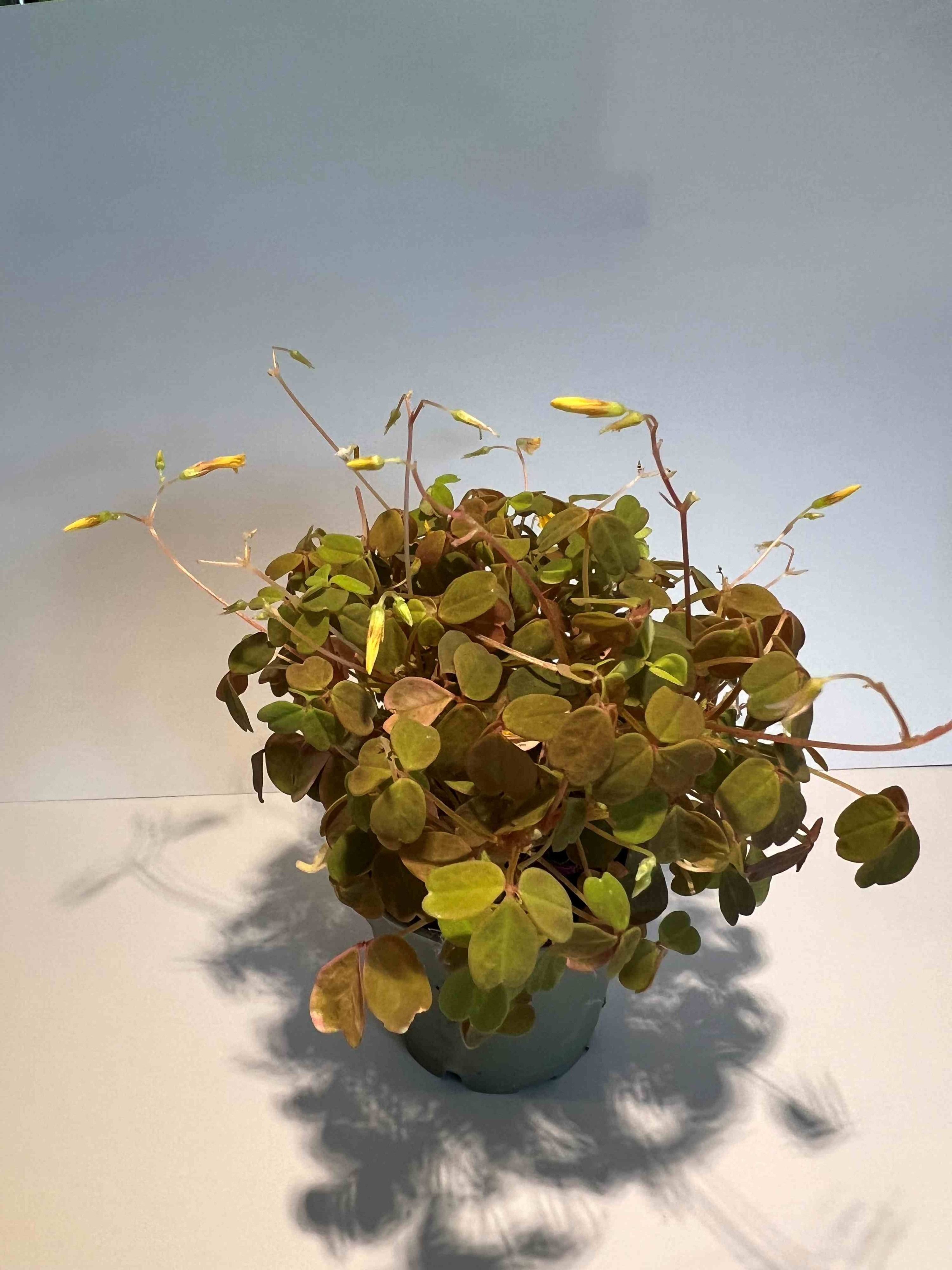 gemüsedünger für zimmerpflanzen Zimmerpflanzen Blattdünger Flüssigdünger von Flora Boost für gesunde  Pflanzenpflege main image 1