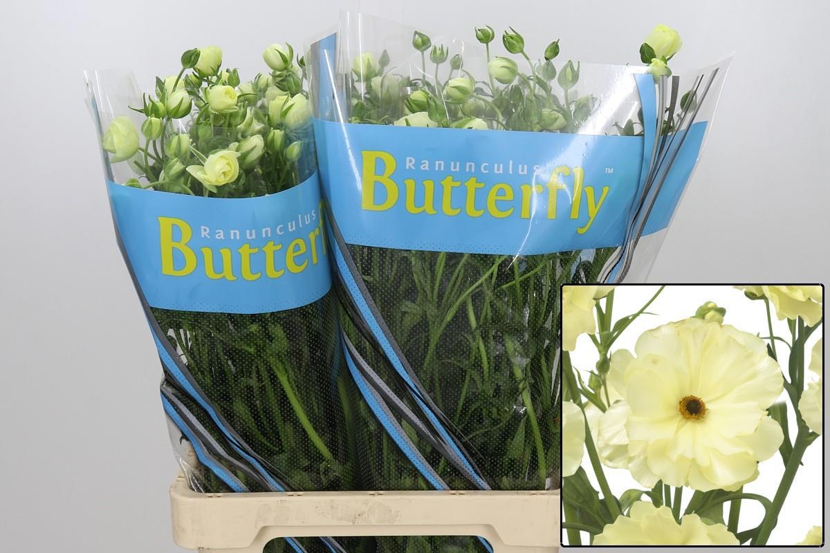 Ranunculus Butterfly Litai 70cm
