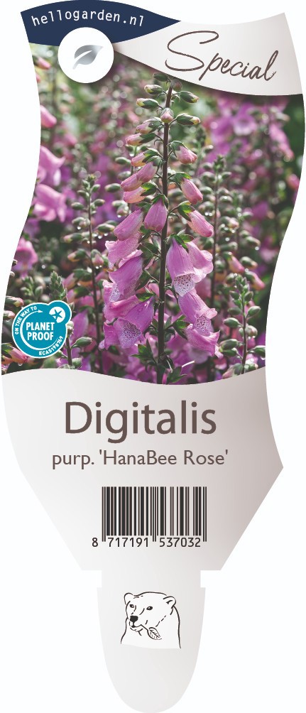 Digitalis purp. 'Hanabee Rose'