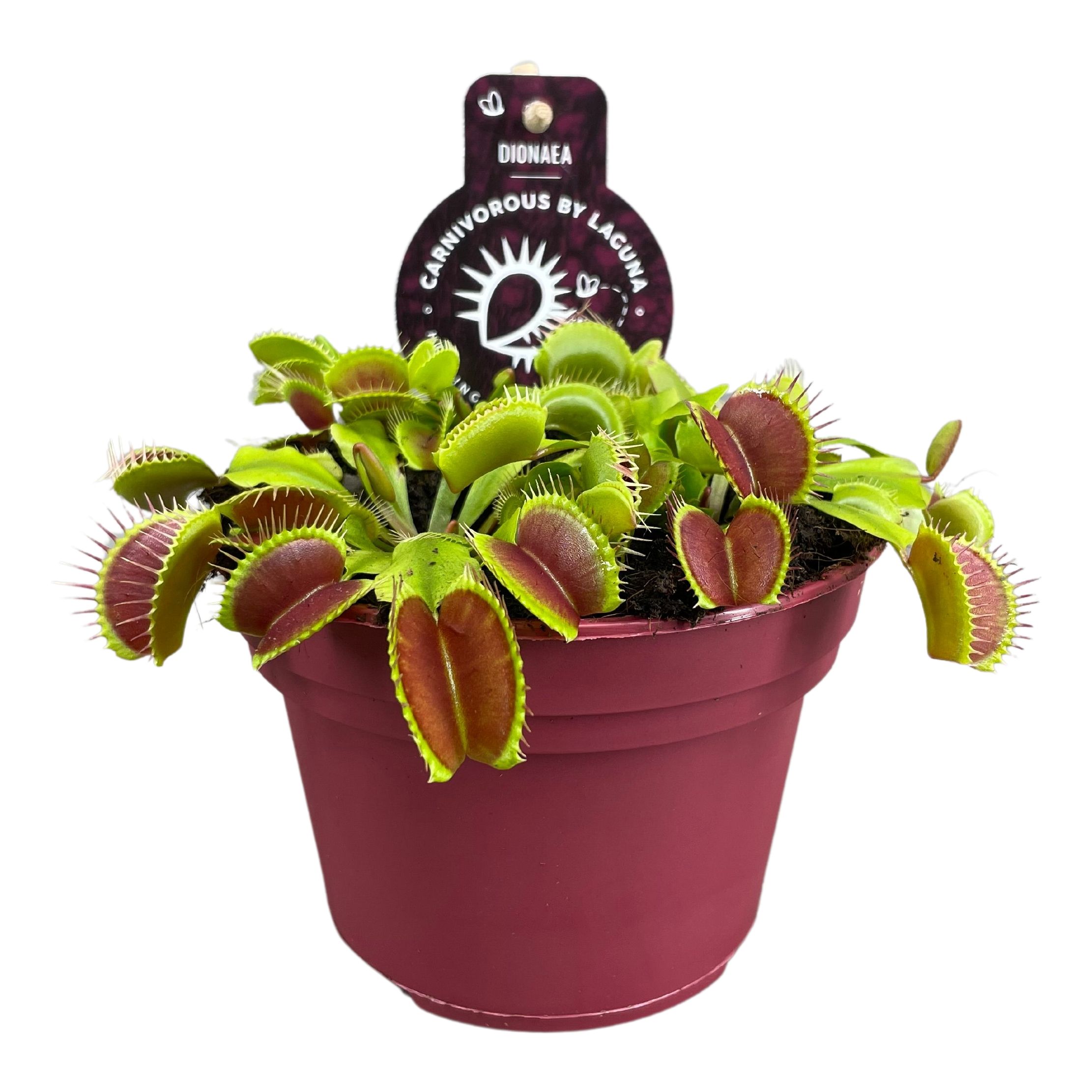 Picture of Dionaea Muscipula carnivorous P12 12CM