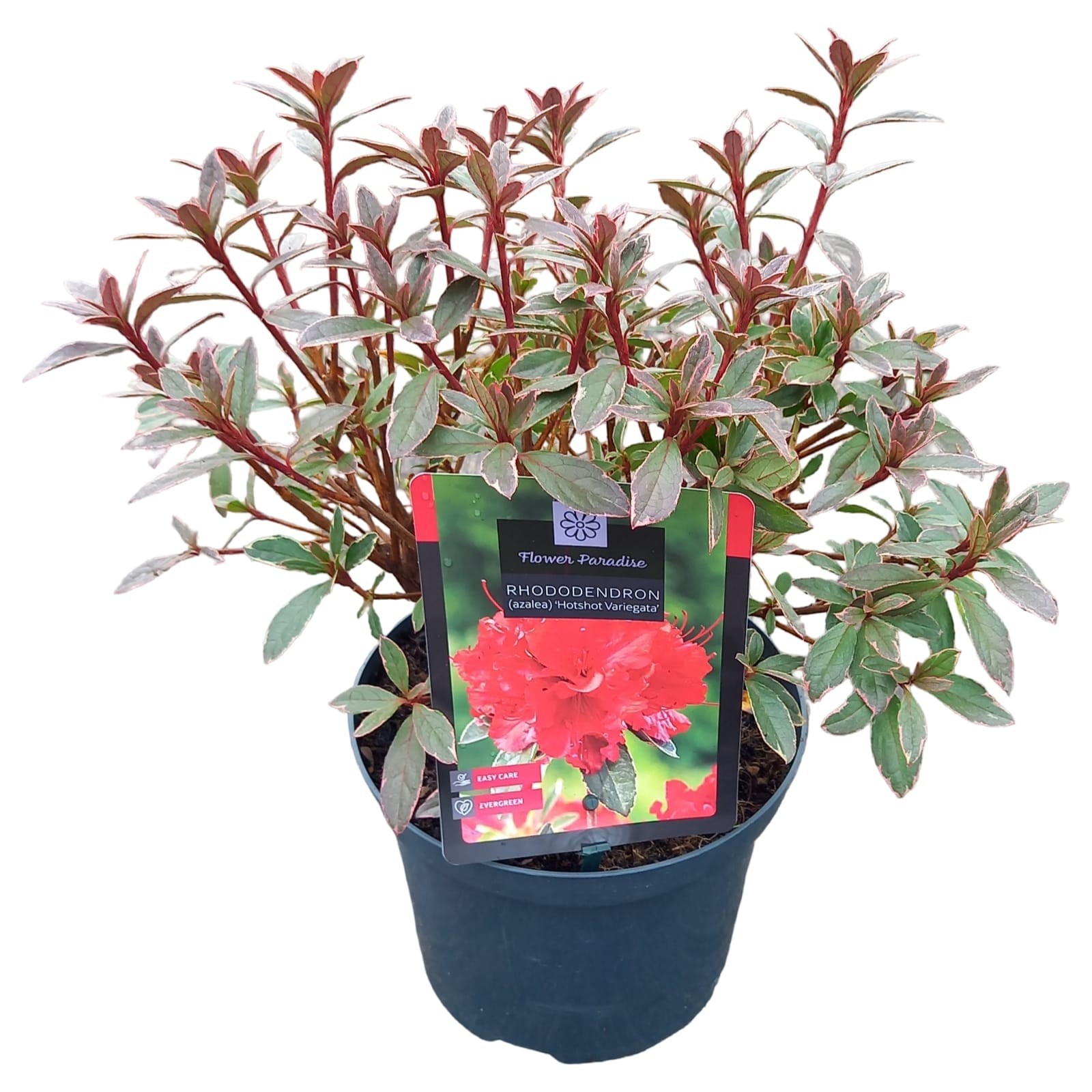 Rhododendron Jap. Hotshot Variegata | Gardenline