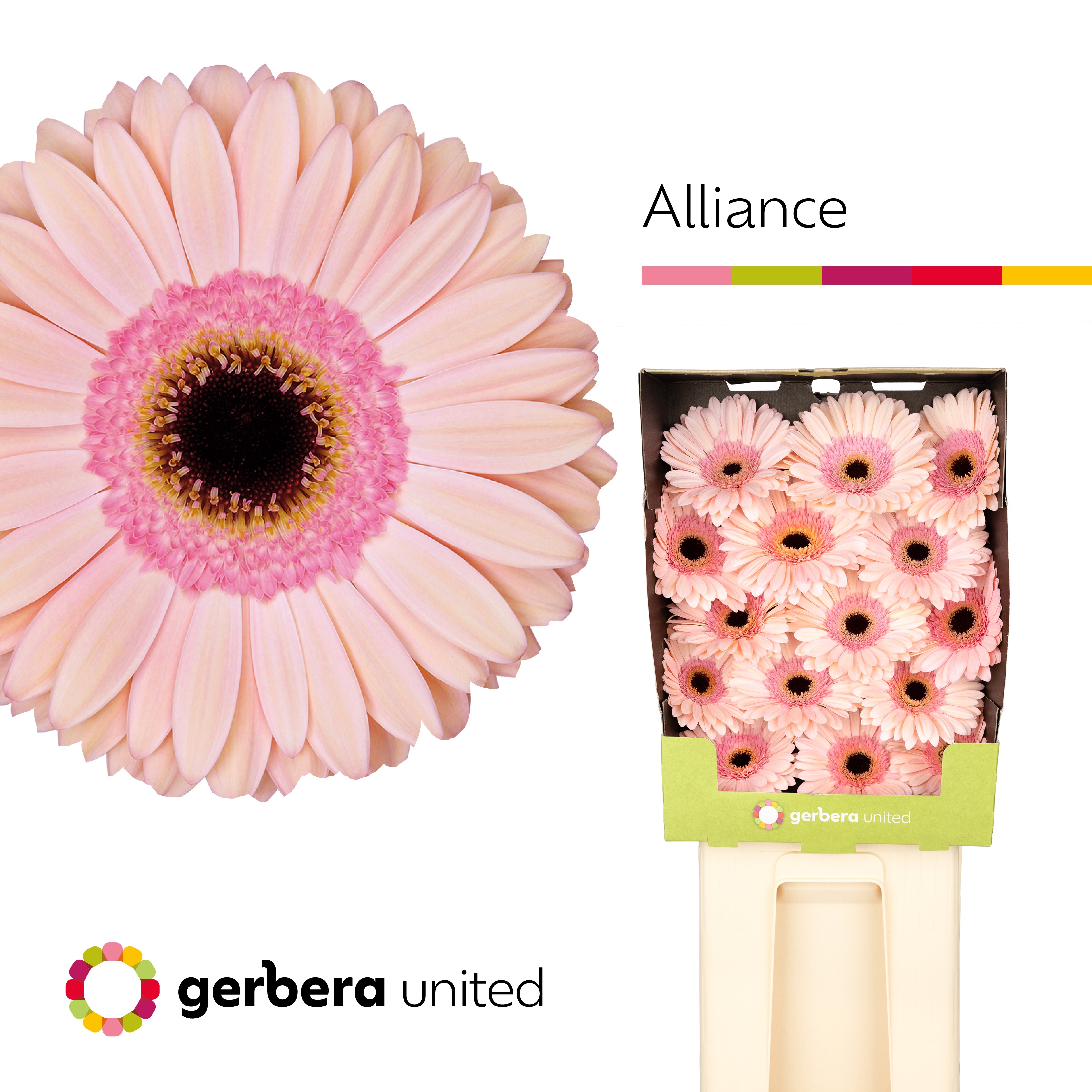 Ge Gr Alliance