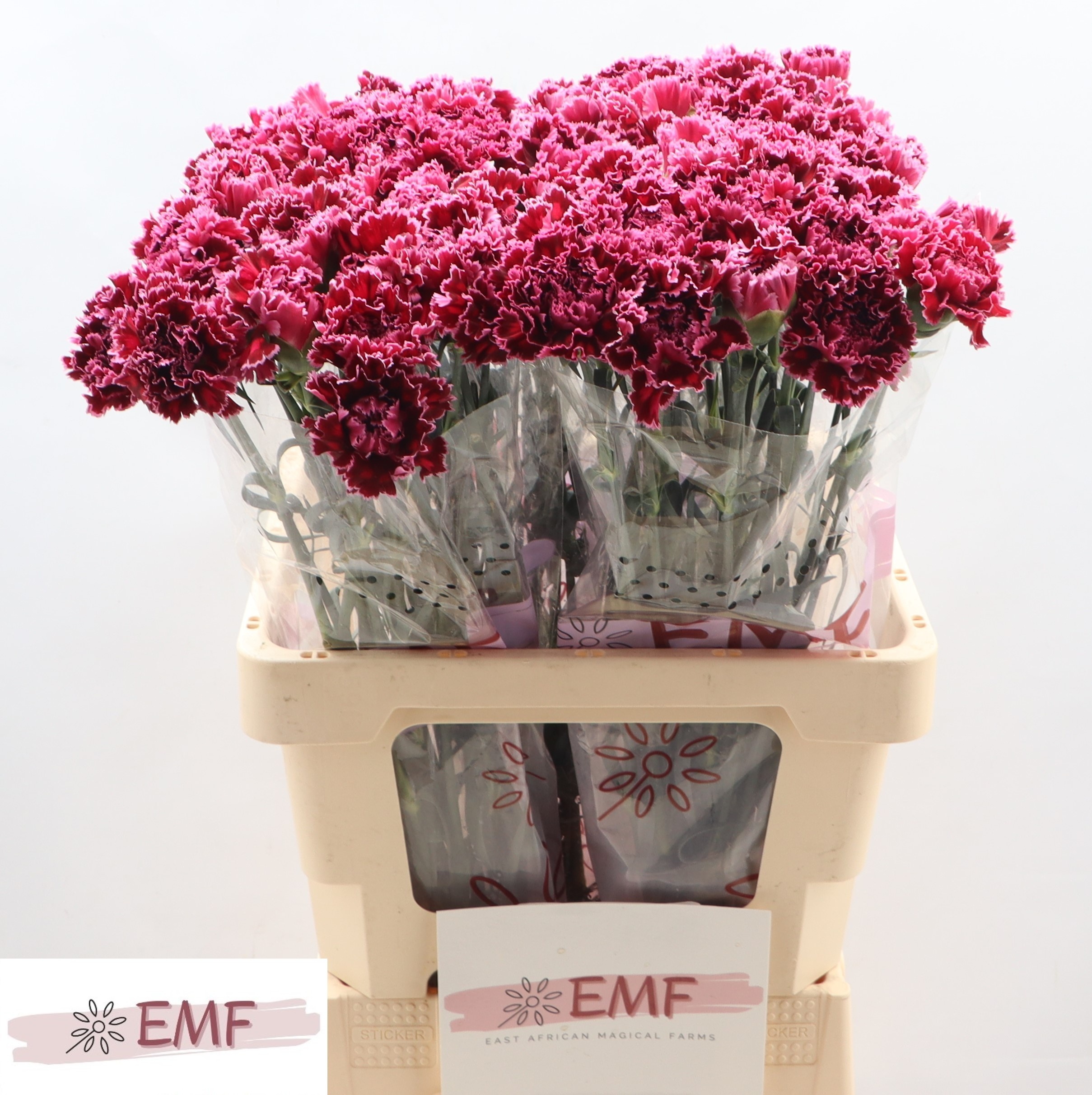 Dianthus St Nob Burgundy 60cm