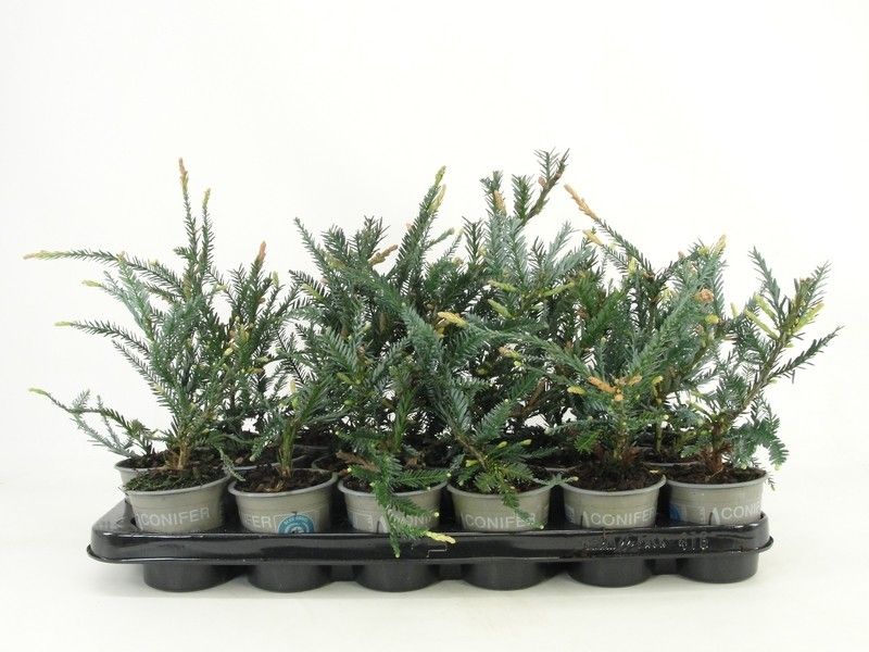 Sequoia sempervirens 'Adpressa'