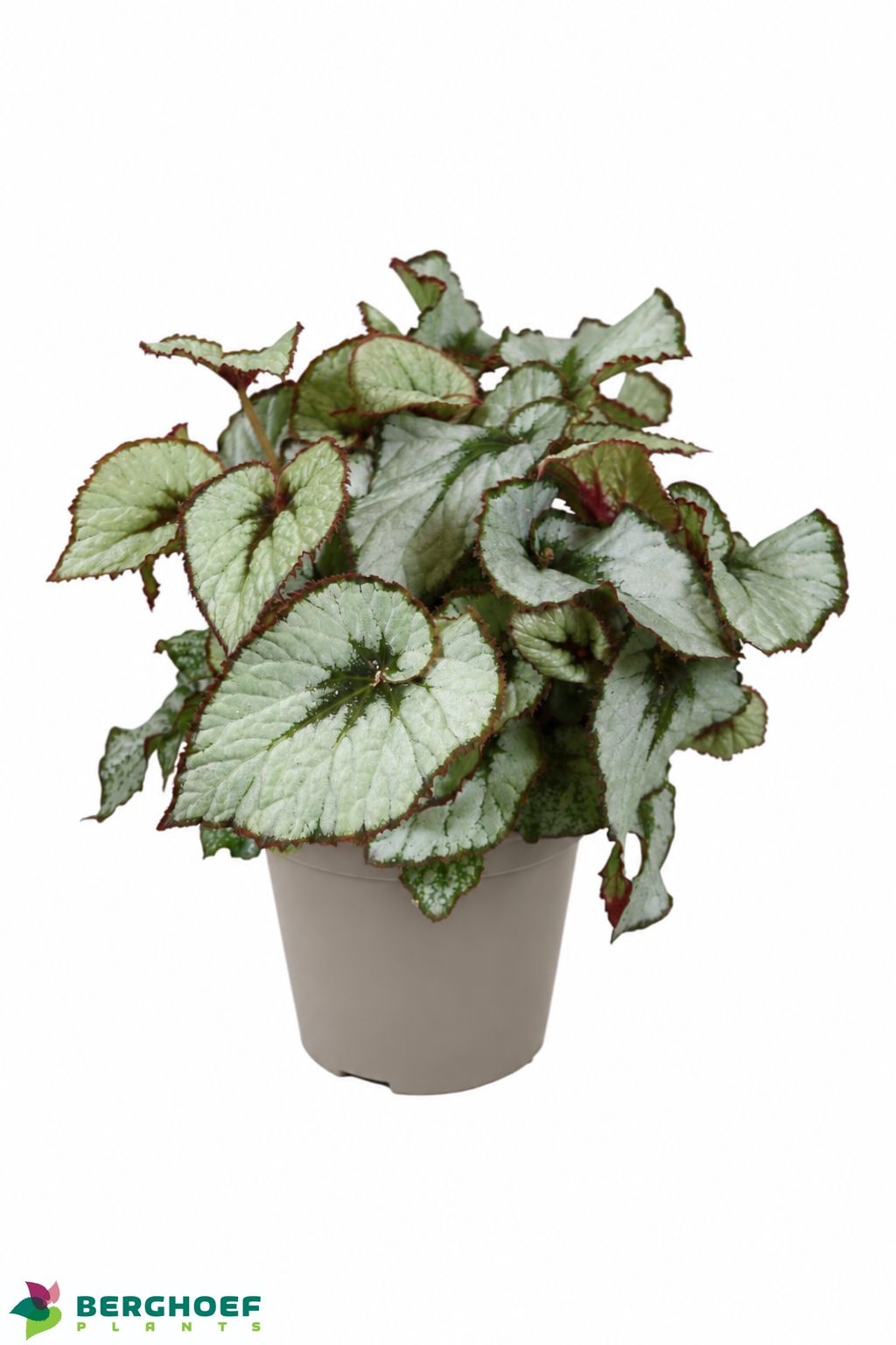 Beg Bl Re Escargot 14Ø 30cm