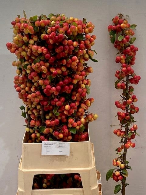 Malus Red Sentinel