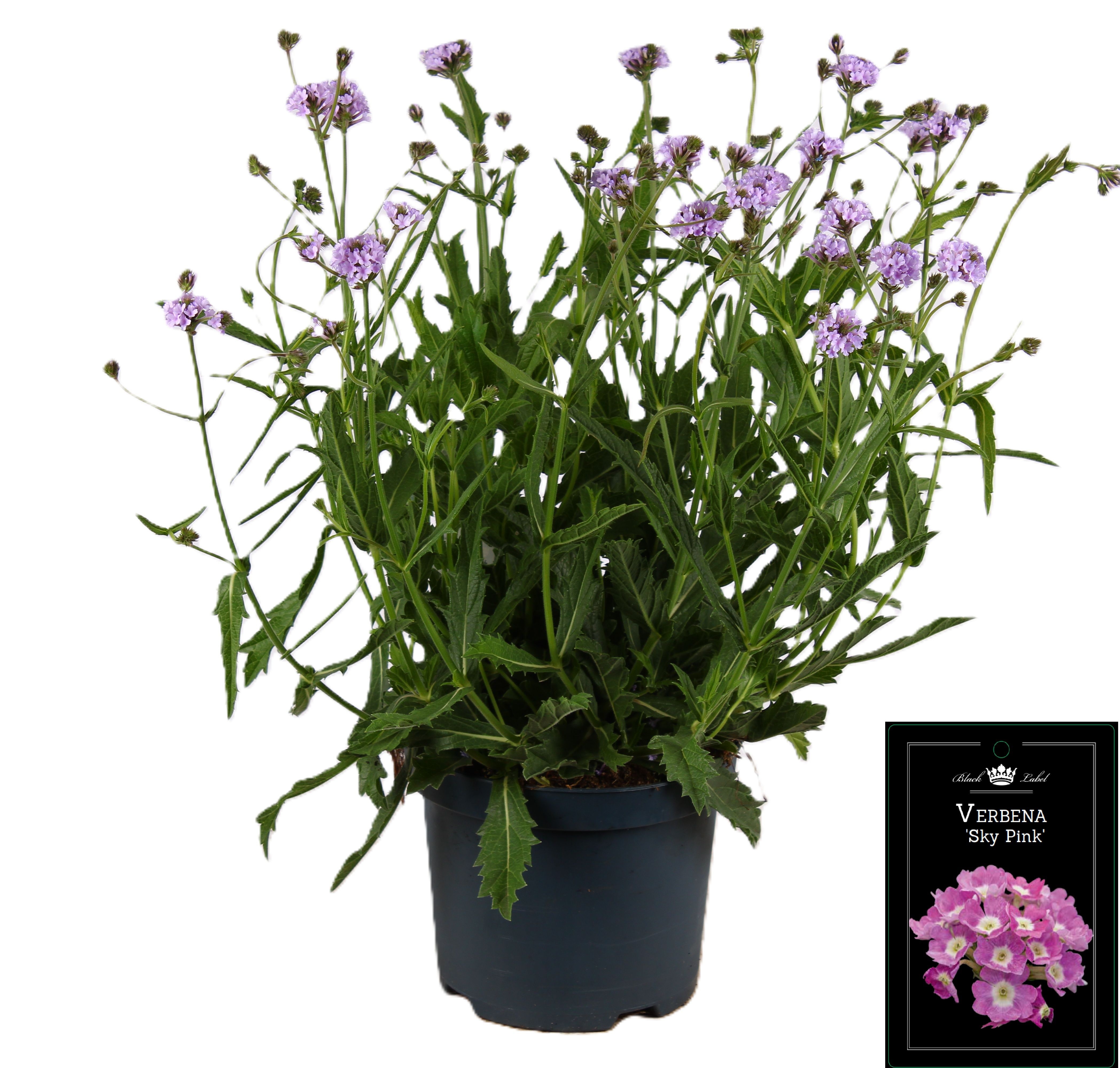 Picture of Verbena rigida Polaris Sky Lila