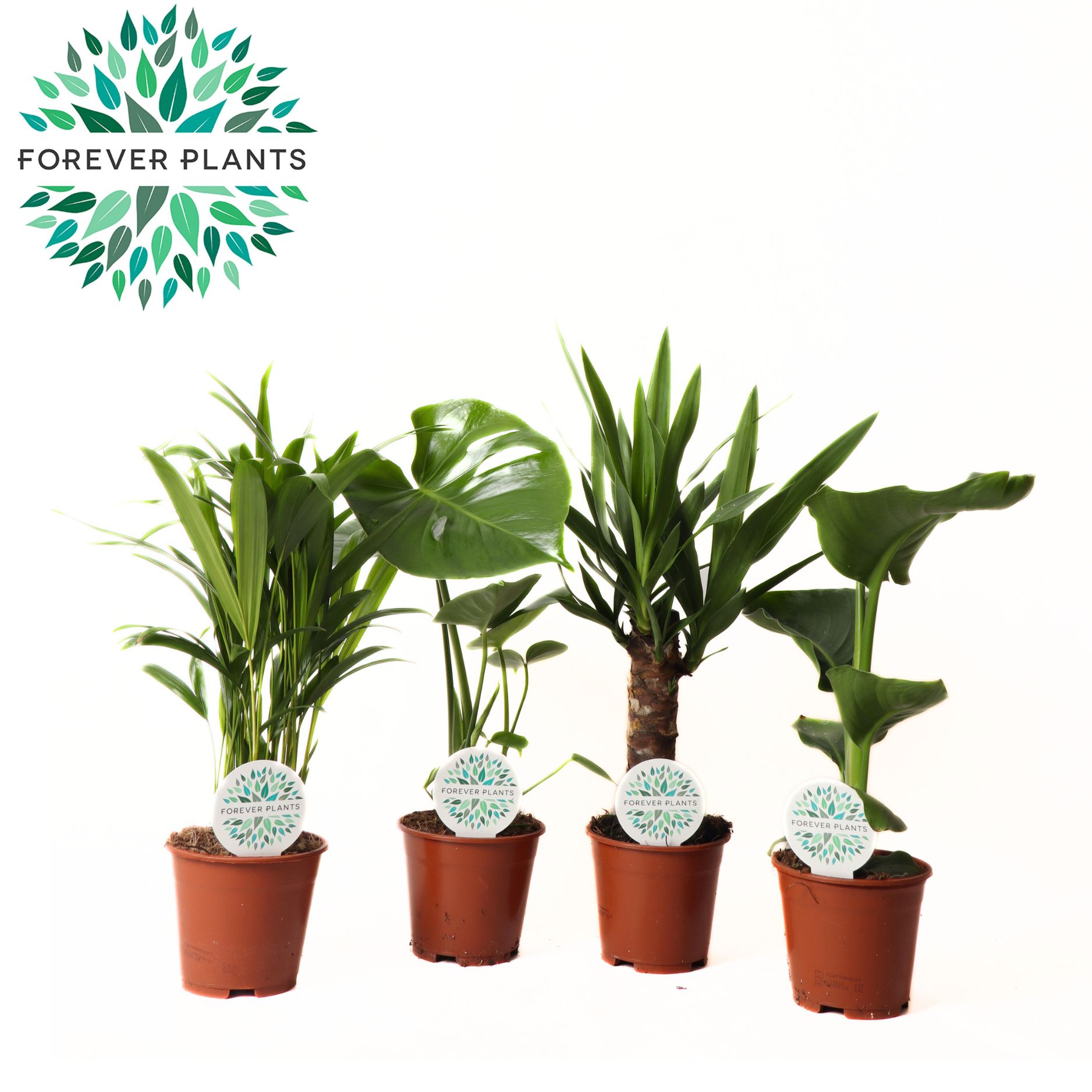 Picture of Houseplants in varieties P14 50CM